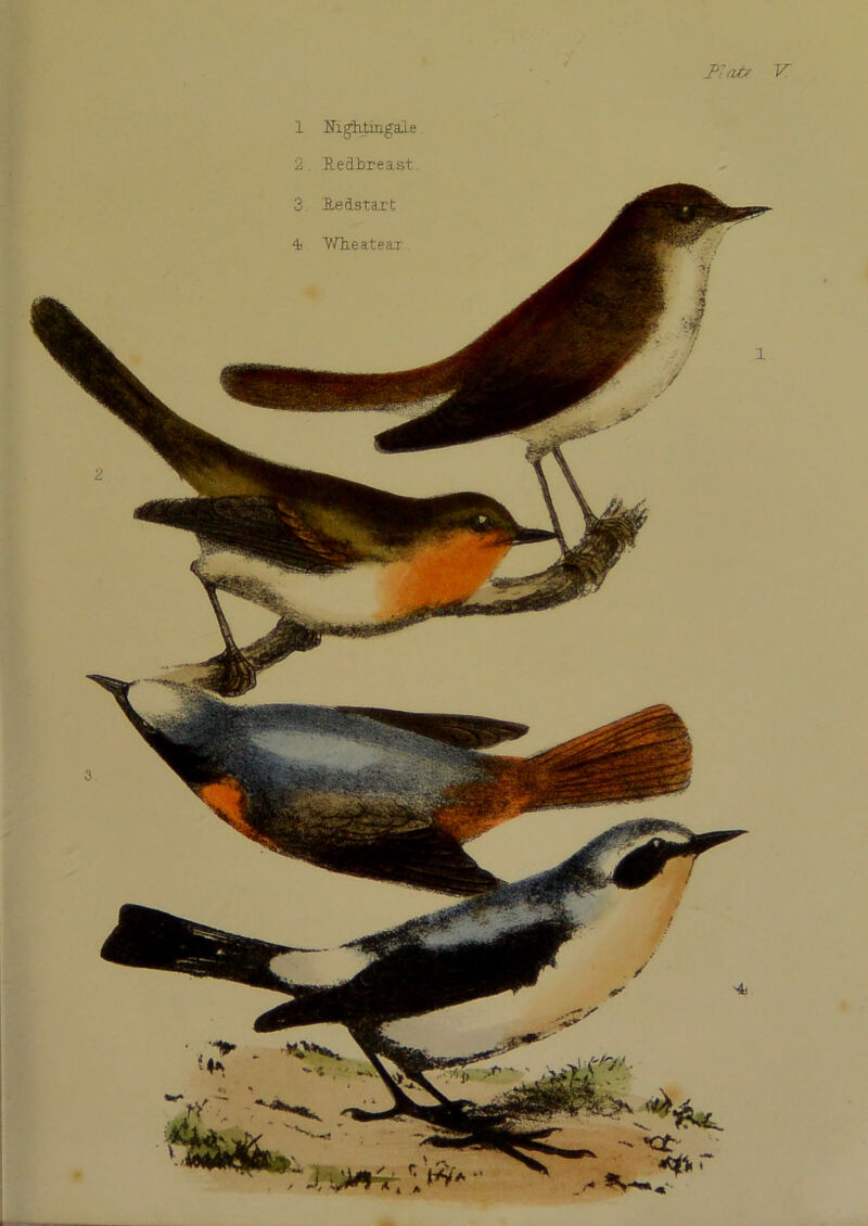 1 Fats V. Niglitiugale Redbreast.