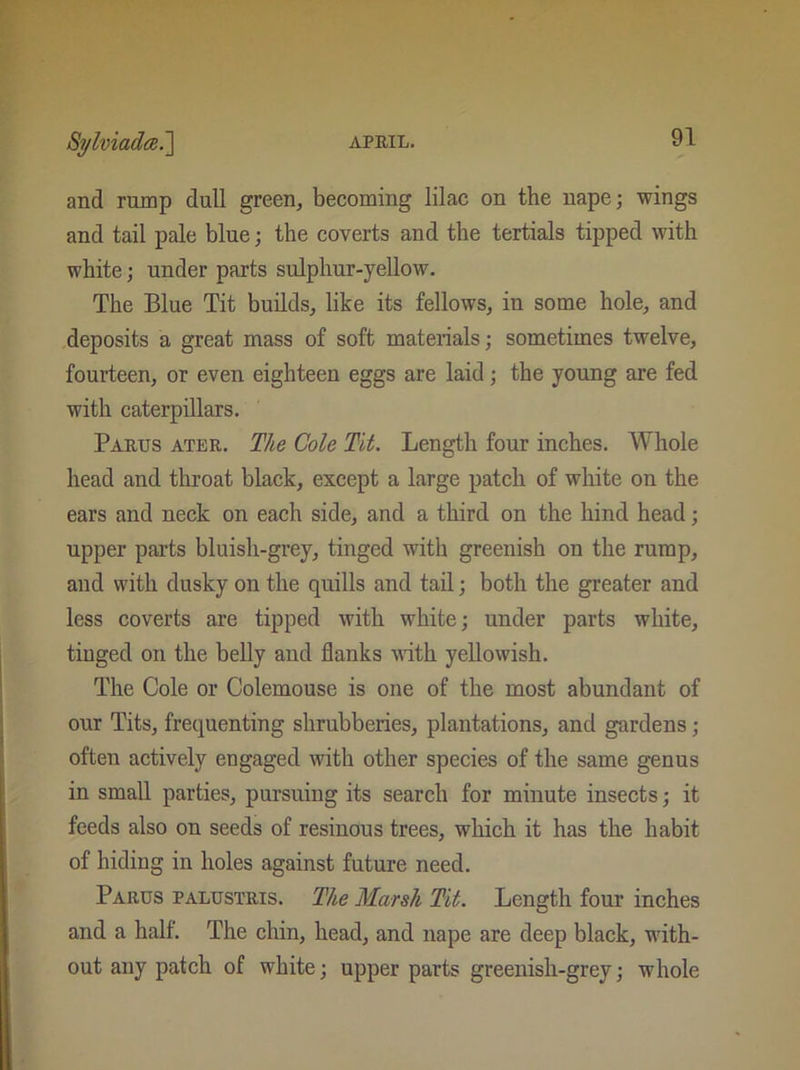 and rump dull green, becoming lilac on the nape; wings and tail pale blue; the coverts and the tertials tipped with white; under parts sulphur-yellow. The Blue Tit builds, like its fellows, in some hole, and deposits a great mass of soft materials; sometimes twelve, fourteen, or even eighteen eggs are laid; the young are fed with caterpillars. Parus ater. The Cole Tit. Length four inches. Whole head and throat black, except a large patch of white on the ears and neck on each side, and a third on the hind head; upper parts bluish-grey, tinged with greenish on the rump, and with dusky on the quills and tail; both the greater and less coverts are tipped with white; under parts white, tinged on the belly and flanks with yellowish. The Cole or Colemouse is one of the most abundant of our Tits, frequenting shrubberies, plantations, and gardens; often actively engaged with other species of the same genus in small parties, pursuing its search for minute insects; it feeds also on seeds of resinous trees, which it has the habit of hiding in holes against future need. Parus palustris. The Marsh Tit. Length four inches and a half. The chin, head, and nape are deep black, with- out any patch of white; upper parts greenish-grey; whole