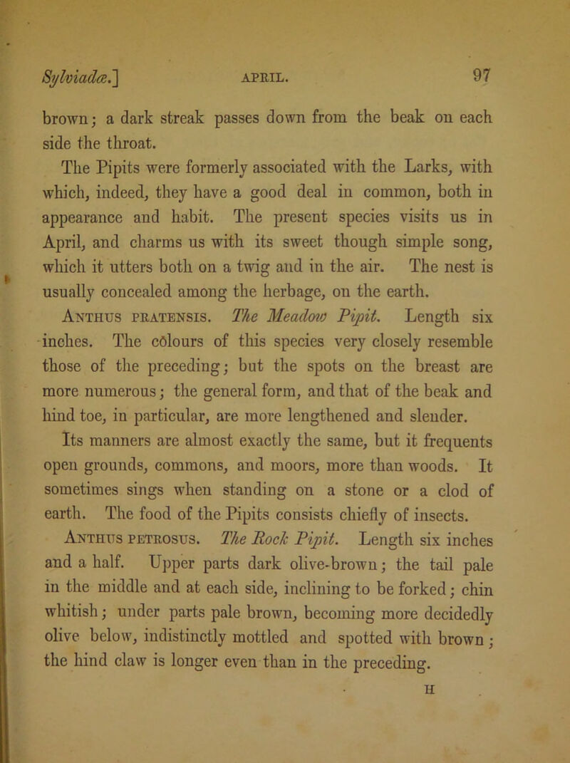 brown; a dark streak passes down from the beak on each side the throat. The Pipits were formerly associated with the Larks, with which, indeed, they have a good deal in common, both in appearance and habit. The present species visits us in April, and charms us with its sweet though simple song, which it utters both on a twig and in the air. The nest is usually concealed among the herbage, on the earth. Anthus pratensis. The Meadow Pipit. Length six inches. The colours of this species very closely resemble those of the preceding; but the spots on the breast are more numerous; the general form, and that of the beak and hind toe, in particular, are more lengthened and slender. Its manners are almost exactly the same, but it frequents open grounds, commons, and moors, more than woods. It sometimes sings when standing on a stone or a clod of earth. The food of the Pipits consists chiefly of insects. Anthits petrosus. The RocJc Pipit. Length six inches and a half. Upper parts dark olive-brown; the tail pale in the middle and at each side, inclining to be forked; chin whitish; under parts pale brown, becoming more decidedly olive below, indistinctly mottled and spotted with brown ; the hind claw is longer even than in the preceding. H