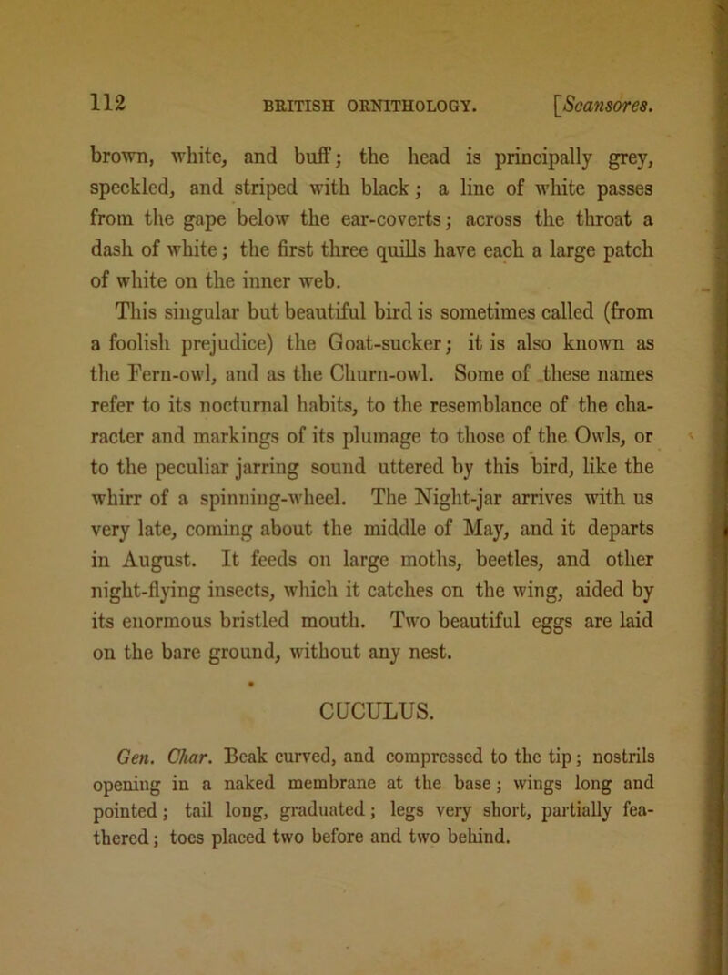 brown, white, and buff; the head is principally grey, speckled, and striped with black; a line of white passes from the gape below the ear-coverts; across the throat a dash of white; the first three quills have each a large patch of white on the inner web. This singular but beautiful bird is sometimes called (from a foolish prejudice) the Goat-sucker; it is also known as the Fern-owl, and as the Churn-owl. Some of these names refer to its nocturnal habits, to the resemblance of the cha- racter and markings of its plumage to those of the Owls, or to the peculiar jarring sound uttered by this bird, like the whirr of a spinning-wheel. The Night-jar arrives with us very late, coming about the middle of May, and it departs in August. It feeds on large moths, beetles, and other night-flying insects, which it catches on the wing, aided by its enormous bristled mouth. Two beautiful eggs are laid on the bare ground, without any nest. • CUCULUS. Gen. Char. Beak curved, and compressed to the tip; nostrils opening in a naked membrane at the base; wings long and pointed; tail long, graduated; legs very short, partially fea- thered ; toes placed two before and two behind.