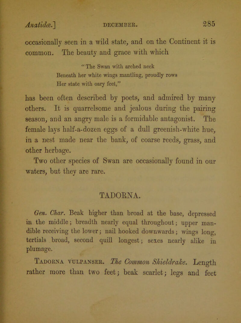 occasionally seen in a wild state, and on the Continent it is common. The beauty and grace with which “ The Swan with arched neck Beneath her white wings mantling, proudly rows Her state with oary feet,” has been often described by poets, and admired by many others. It is quarrelsome and jealous during the pairing season, and an angry male is a formidable antagonist. The female lays half-a-dozen eggs of a dull greenish-white hue, in a nest made near the bank, of coarse reeds, grass, and other herbage. Two other species of Swan are occasionally found in our waters, but they are rare. TADORNA. Gen. Char. Beak higher than broad at the base, depressed in the middle; breadth nearly equal throughout; upper man- dible receiving the lower; nail hooked downwards; wings long, tertials broad, second quill longest; sexe3 nearly alike in plumage. Tadorna vulpanser. The Common ShieldraJce. Length rather more than two feet; beak scarlet; legs and feet