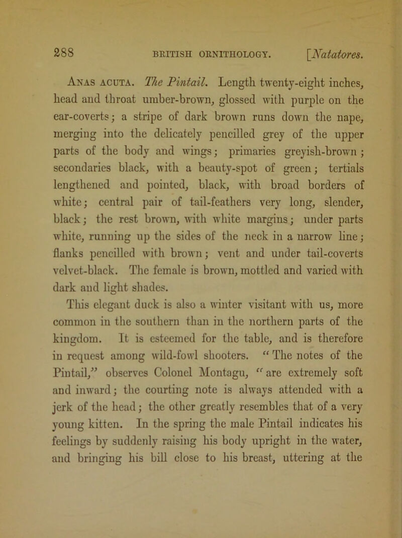Anas acuta. The Pintail. Length twenty-eight inches, head and throat umber-brown, glossed with purple on the ear-coverts; a stripe of dark brown runs down the nape, merging into the delicately pencilled grey of the upper parts of the body and wings; primaries greyish-brown ; secondaries black, with a beauty-spot of green; tertials lengthened and pointed, black, with broad borders of white; central pair of tail-feathers very long, slender, black; the rest brown, with white margins; under parts white, running up the sides of the neck in a narrow line; flanks pencilled with brown; vent and under tail-coverts velvet-black. The female is brown, mottled and varied with dark and light shades. This elegant duck is also a winter visitant with us, more common in the southern than in the northern parts of the kingdom. It is esteemed for the table, and is therefore in request among wild-fowl shooters. “ The notes of the Pintail,” observes Colonel Montagu, “ are extremely soft and inward; the courting note is always attended with a jerk of the head; the other greatly resembles that of a very young kitten. In the spring the male Pintail indicates his feelings by suddenly raising his body upright in the water, and bringing his bill close to his breast, uttering at the