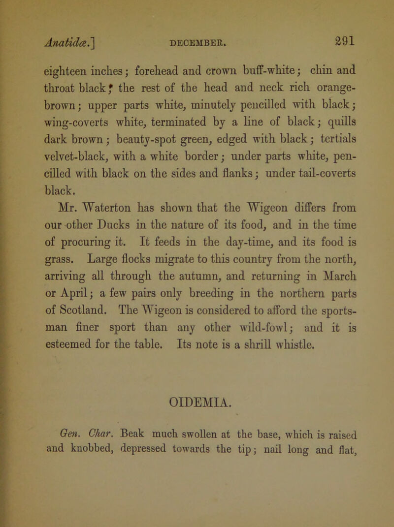 eighteen inches; forehead and crown buff-white; chin and throat black * the rest of the head and neck rich orange- brown ; upper parts white, minutely pencilled with black; wing-coverts white, terminated by a line of black; quills dark brown; beauty-spot green, edged with black; tertials velvet-black, with a white border; under parts white, pen- cilled with black on the sides and flanks; under tail-coverts black. Mr. Water ton has shown that the Wigeon differs from our other Ducks in the nature of its food, and in the time of procuring it. It feeds in the day-time, and its food is grass. Large flocks migrate to this country from the north, arriving all through the autumn, and returning in March or April; a few pairs only breeding in the northern parts of Scotland. The Wigeon is considered to afford the sports- man finer sport than any other wild-fowl; and it is esteemed for the table. Its note is a shrill whistle. OIDEMIA. Gen. Char. Beak much swollen at the base, which is raised and knobbed, depressed towards the tip; nail long and flat,