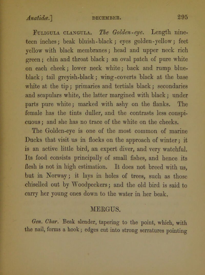 Fuligula clangula. The Golden-eye. Length nine- teen inches; beak bluish-black; eyes golden-yellow; feet yellow with black membranes; head and upper neck rich green; chin and throat black; an oval patch of pure white on each cheek; lower neck white; back and rump blue- black; tail greyish-black; wing-coverts black at the base white at the tip; primaries and tertials black; secondaries and scapulars white, the latter margined with black; under parts pure white; marked with ashy on the flanks. The female has the tints duller, and the contrasts less conspi- cuous ; and she has no trace of the white on the cheeks. The Golden-eye is one of the most common of marine Ducks that visit us in flocks on the approach of winter; it is an active little bird, an expert diver, and very watchful. Its food consists principally of small fishes, and hence its flesh is not in high estimation. It does not breed with us, but in Norway; it lays in holes of trees, such as those chiselled out by Woodpeckers; and the old bird is said to carry her young ones down to the water in her beak. MERGUS. Gen. Char. Beak slender, tapering to the point, which, with the nail, forms a hook; edges cut into strong serratures pointing