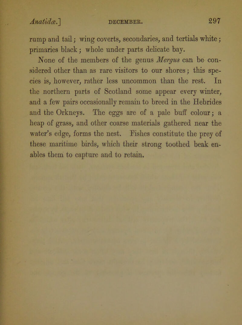 rump and tail; wing coverts, secondaries, and tertials white; primaries black; whole under parts delicate bay. None of the members of the genus Mergus can be con- sidered other than as rare visitors to our shores; this spe- cies is, however, rather less uncommon than the rest. In the northern parts of Scotland some appear every winter, and a few pairs occasionally remain to breed in the Hebrides and the Orkneys. The eggs are of a pale buff colour; a heap of grass, and other coarse materials gathered near the water's edge, forms the nest. Fishes constitute the prey of these maritime birds, which their strong toothed beak en- ables them to capture and to retain.