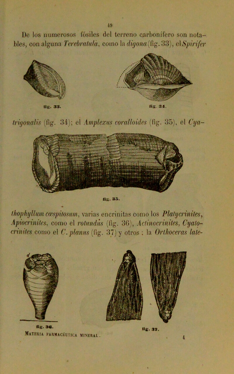 Í'J De los numerosos fósiles del terreno carbonífero son nota- bles, con alguna Terebratulá, comoh digona(ñg. 33), elSpirifer us. a*. IIK 34. trigonalis (fig. 34); el Amplexus coralloides (fig. 35), el Cya- a». as. thophyllum coespilosum, varias encrinitas como los Platycríniles, Apiocrinites, como el rotundas (fig. 36), Actinocrinites, Cyato- cnnites como el C. planas (fig. 37) y otros ; la Orlhoceras late- «K. 3«- Materia farmacéutica mineral. «Sf. 3».