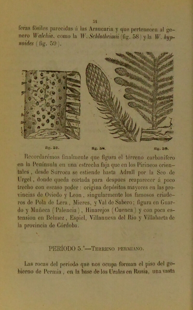 loras fósiles parecidas a las Araucaria y que pertenecen al ge- nero Walckia, como la IL. Schlollmmii (fig. 58) y la W. hyp- noides (%. 59 ). aS* Ifg. .»*. lig. 5». Recordaremos finalmente que figura el terreno carbonífero en la Península en una estrecha fiíja que en los Pirineos orien- tales , desde Surroca se estiende hasta Adrall por la Seo de Urgel, donde queda cortada para después reaparecer á poco trecho con escaso poder : origina depósitos mayores en las pro- vincias de Oviedo y León, singularmente los famosos criade- ros de Pola de Lera , Mieres, y Val deSabero; figura en Guar- do y Muñeca ( Palencia ), Hinarejos (Cuenca ) y con poca os- tensión en Pelmez, Espiel, Villanueva del Rio y Villahartade la provincia de Córdoba. PERÍODO 5.°—Terreno permiano. Las rocas del período que nos ocupa forman el piso del go- bierno de Permia , en la liase de los Urales en Rusia, una vasta