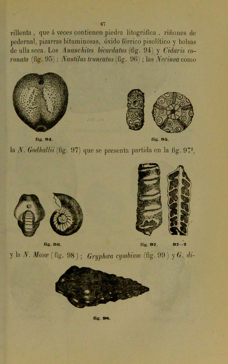 1 rillenta , que á veces contienen piedra litográfica . riñones de pedernal, pizarras bituminosas, óxido férrico pisolítico y bolsas deullaseca. Los Ananchiles bicordalm (dig. 94) y Cidaris co- rónala (fig. 95); Naulilus trúncalas (fig. 96); las Nerinea como fig OI. fifí- ».v la N. Godhalln (fig. 97) que se presenta partida en la fig. 97-, fig.»«. 03—‘i la N. Mosce (fig. 98); Gryphm cymbium (fig. 99) y G. di- fi*. 9*.