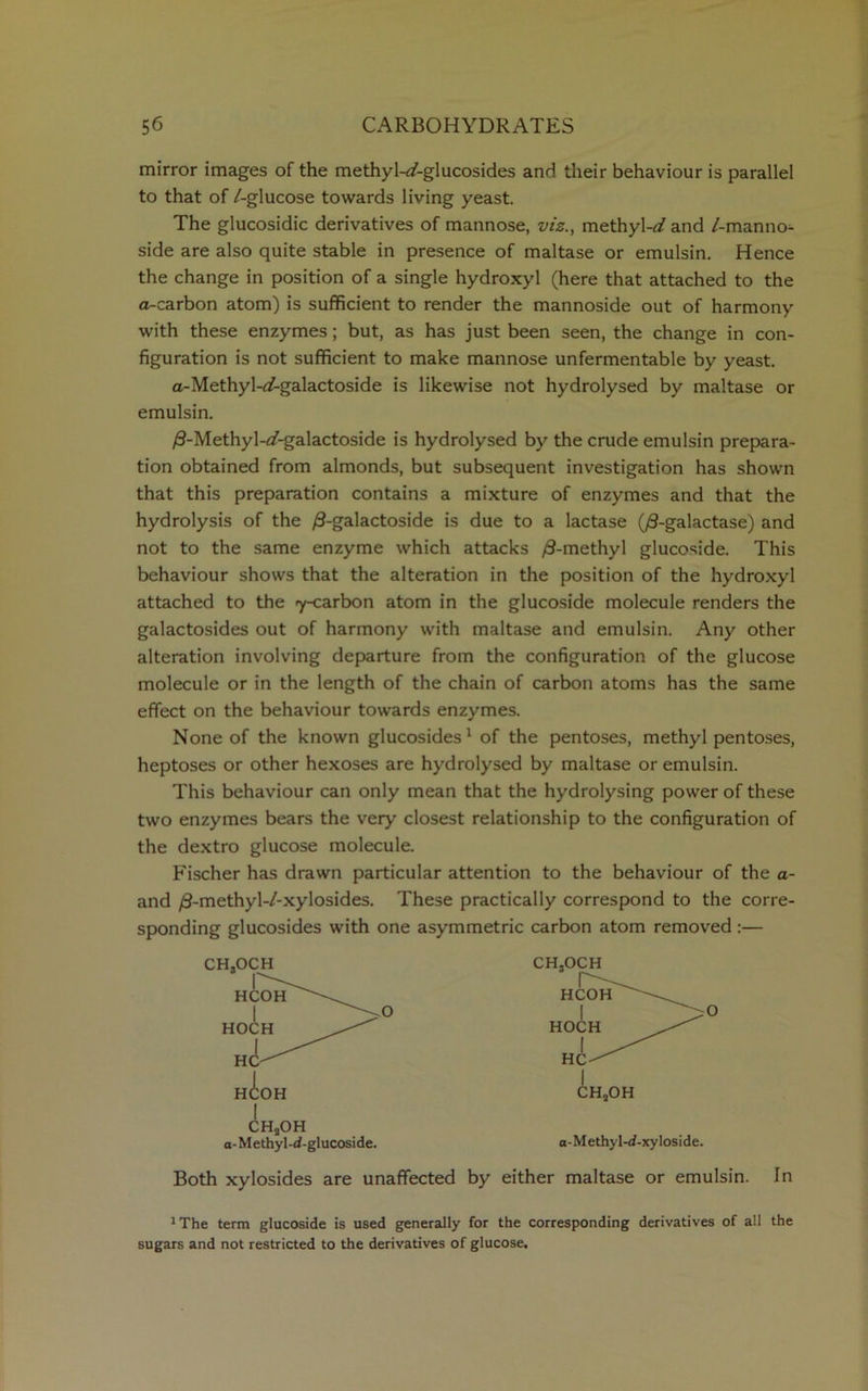 mirror images of the methyl-*/-glucosides and their behaviour is parallel to that of /-glucose towards living yeast. The glucosidic derivatives of mannose, viz., methyl-*/ and /-manno- side are also quite stable in presence of maltase or emulsin. Hence the change in position of a single hydroxyl (here that attached to the a-carbon atom) is sufficient to render the mannoside out of harmony with these enzymes; but, as has just been seen, the change in con- figuration is not sufficient to make mannose unfermentable by yeast. a-Methyl-*/-galactoside is likewise not hydrolysed by maltase or emulsin. /3-Methyl-*/-galactoside is hydrolysed by the crude emulsin prepara- tion obtained from almonds, but subsequent investigation has shown that this preparation contains a mixture of enzymes and that the hydrolysis of the /3-galactoside is due to a lactase (/9-galactase) and not to the same enzyme which attacks /3-methyl glucoside. This behaviour shows that the alteration in the position of the hydroxyl attached to the 7-carbon atom in the glucoside molecule renders the galactosides out of harmony with maltase and emulsin. Any other alteration involving departure from the configuration of the glucose molecule or in the length of the chain of carbon atoms has the same effect on the behaviour towards enzymes. None of the known glucosides1 of the pentoses, methyl pentoses, heptoses or other hexoses are hydrolysed by maltase or emulsin. This behaviour can only mean that the hydrolysing power of these two enzymes bears the very closest relationship to the configuration of the dextro glucose molecule. Fischer has drawn particular attention to the behaviour of the a- and /3-methyl-/-xylosides. These practically correspond to the corre- sponding glucosides with one asymmetric carbon atom removed:— I CHaOH a- Methyl-d-glucoside. a-Methyl-d-xyloside. Both xylosides are unaffected by either maltase or emulsin. In 'The term glucoside is used generally for the corresponding derivatives of all the sugars and not restricted to the derivatives of glucose.