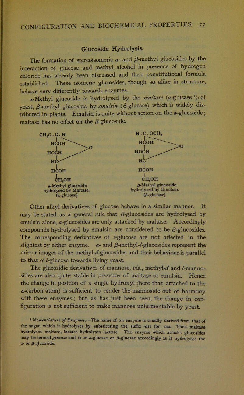 Glucoside Hydrolysis. The formation of stereoisomeric a- and /3-methyl glucosides by the interaction of glucose and methyl alcohol in presence of hydrogen chloride has already been discussed and their constitutional formula established. These isomeric glucosides, though so alike in structure, behave very differently towards enzymes. a-Methyl glucoside is hydrolysed by the maltase (a-glucase *). of yeast, /3-methyl glucoside by emulsin (/3-glucase) which is widely dis- tributed in plants. Emulsin is quite without action on the a-glucoside; maltase has no effect on the /3-glucoside. CHsOH a-Methyl glucoside hydrolysed by Maltase. (a-glucase) H . C . OCHt I CHsOH /3-Methyl glucoside hydrolysed by Emulsin. (/3-glucase) Other alkyl derivatives of glucose behave in a similar manner. It may be stated as a general rule that /3-glucosides are hydrolysed by emulsin alone, a-glucosides are only attacked by maltase. Accordingly compounds hydrolysed by emulsin are considered to be /3-glucosides. The corresponding derivatives of /-glucose are not affected in the slightest by either enzyme, a- and /S-methyl-/-glucosides represent the mirror images of the methyl-af-glucosides and their behaviour is parallel to that of/-glucose towards living yeast. The glucosidic derivatives of mannose, viz., methyl-*/ and /-manno- sides are also quite stable in presence of maltase or emulsin. Hence the change in position of a single hydroxyl (here that attached to the a-carbon atom) is sufficient to render the mannoside out of harmony with these enzymes ; but, as has just been seen, the change in con- figuration is not sufficient to make mannose unfermentable by yeast 1 Nomenclature of Enzymes.—The name of an enzyme is usually derived from that of the sugar which it hydrolyses by substituting the suffix -ase for -ose. Thus maltase hydrolyses maltose, lactase hydrolyses lactose. The enzyme which attacks glucosides may be termed glucase and is an a-glucase or /3-glucase accordingly as it hydrolyses the a- or /3-glucoside.