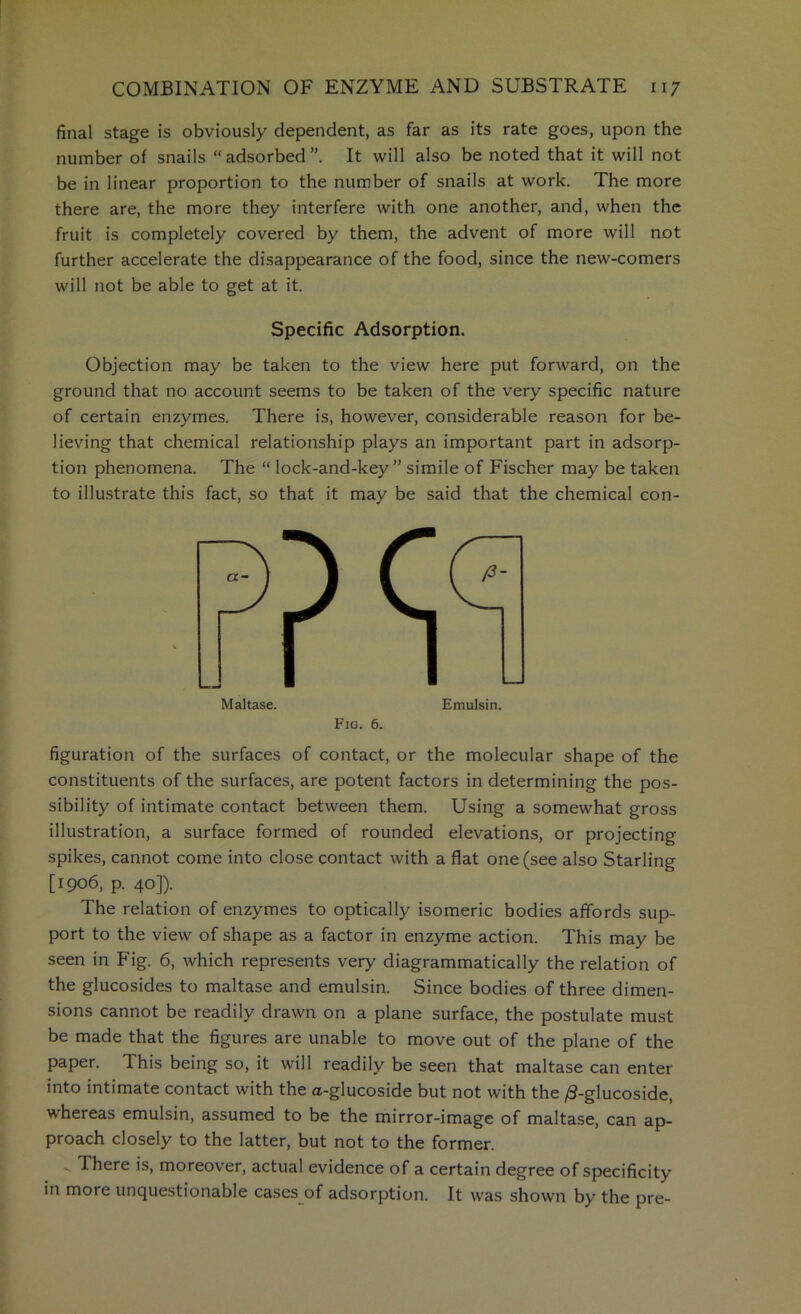 final stage is obviously dependent, as far as its rate goes, upon the number of snails “ adsorbed It will also be noted that it will not be in linear proportion to the number of snails at work. The more there are, the more they interfere with one another, and, when the fruit is completely covered by them, the advent of more will not further accelerate the disappearance of the food, since the new-comers will not be able to get at it. Specific Adsorption. Objection may be taken to the view here put forward, on the ground that no account seems to be taken of the very specific nature of certain enzymes. There is, however, considerable reason for be- lieving that chemical relationship plays an important part in adsorp- tion phenomena. The “ lock-and-key ” simile of Fischer may be taken to illustrate this fact, so that it may be said that the chemical con- P? s Maltase. Emulsin. Fig. 6. figuration of the surfaces of contact, or the molecular shape of the constituents of the surfaces, are potent factors in determining the pos- sibility of intimate contact between them. Using a somewhat gross illustration, a surface formed of rounded elevations, or projecting spikes, cannot come into close contact with a flat one (see also Starling [1906, p. 40]). The relation of enzymes to optically isomeric bodies affords sup- port to the view of shape as a factor in enzyme action. This may be seen in Fig. 6, which represents very diagrammatically the relation of the glucosides to maltase and emulsin. Since bodies of three dimen- sions cannot be readily drawn on a plane surface, the postulate must be made that the figures are unable to move out of the plane of the paper. This being so, it will readily be seen that maltase can enter into intimate contact with the a-glucoside but not with the /3-glucoside, whereas emulsin, assumed to be the mirror-image of maltase, can ap- proach closely to the latter, but not to the former. . There is, moreover, actual evidence of a certain degree of specificity in more unquestionable cases of adsorption. It was shown by the pre-