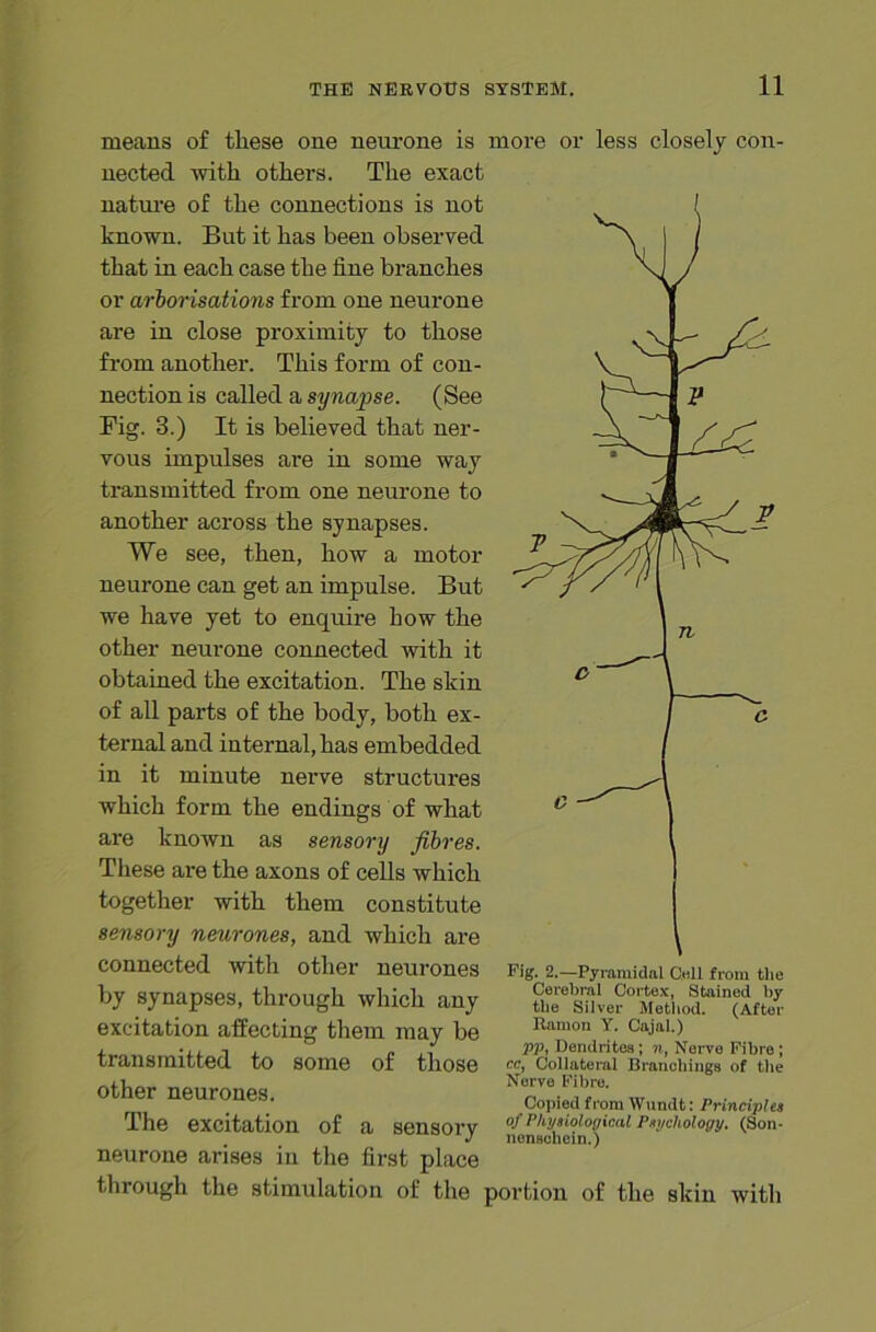 means of these one neurone is more or less closely con nected with others. The exact nature of the connections is not known. But it has been observed that in each case the fine branches or arborisations from one neurone are in close proximity to those from another. This form of con- nection is called a synapse. (See Fig. 3.) It is believed that ner- vous impulses are in some way transmitted from one neurone to another across the synapses. We see, then, how a motor neurone can get an impulse. But we have yet to enquire how the other neurone connected with it obtained the excitation. The skin of all parts of the body, both ex- ternal and internal, has embedded in it minute nerve structures which form the endings of what are known as sensory fibres. These are the axons of cells which together with them constitute sensory neurones, and which are connected with other neurones by synapses, through which any excitation affecting them may be transmitted to some of those other neurones. The excitation of a sensory neurone arises in the first place through the stimulation of the portion of the skin with Fig. 2.—Pyramidal Cull from the Cerebral Cortex, Stained by the Silver Method. (After Ramon Y. Cajal.) pp, Dendrites; n, Nerve Fibre ; cc, Collateral Branchings of the Nerve Fibre. Copied from Wundt: Principles of Physiological Psychology. (Son- nenschein.)