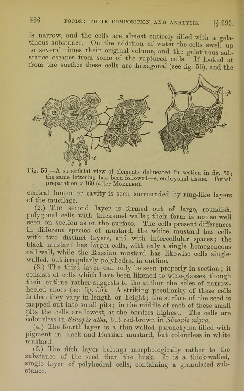 is narrow, and the cells are almost entirely filled with a gela- tinous substance. On the addition of water the cells swel? up to several times their original volume, and the gelatinous sub- stance escapes from some of the ruptured cells. If looked at from the surface these cells are hexagonal (see fig. 56), and the Fig. 56.—A superficial view of elements delineated in section in fig. 55; the same lettering has been followed—e, embryonal tissue. Potash preparation x 160 (after Moeller). central lumen or cavity is seen surrounded by ring-like layers -of the mucilage. (2.) The second layer is formed out of large, roundish, polygonal cells with thickened walls; their form is not so well ■seen on section as on the surface. The cells present differences in different species of mustard, the white mustard has cells with two distinct layers, and with intercellular spaces; the black mustard has larger cells, with only a single homogeneous cell-wall, while the Russian mustard has likewise cells single- walled, but irregularly polyhedral in outline. (3.) The third layer can only be seen properly in section; it consists of cells which have been likened to wine-glasses, though their outline rather suggests to the author the soles of narrow- heeled shoes (see fig. 55). A striking peculiarity of these cells is that they vary in length or height; the surface of the seed is mapped out into small pits; in the middle of each of these small pits the cells are lowest, at the borders highest. The cells are colourless in Sinapis alba, but red-brown in Sinapis nigra. (4.) The fourth layer is a thin-walled parenchyma filled with pigment in black and Russian mustard, but colourless in white mustard. (5.) The fifth layer belongs morphologically rather to the substance of the seed than the husk. It is a thick-walled, single layer of polyhedral cells, containing a granulated sub- stance.