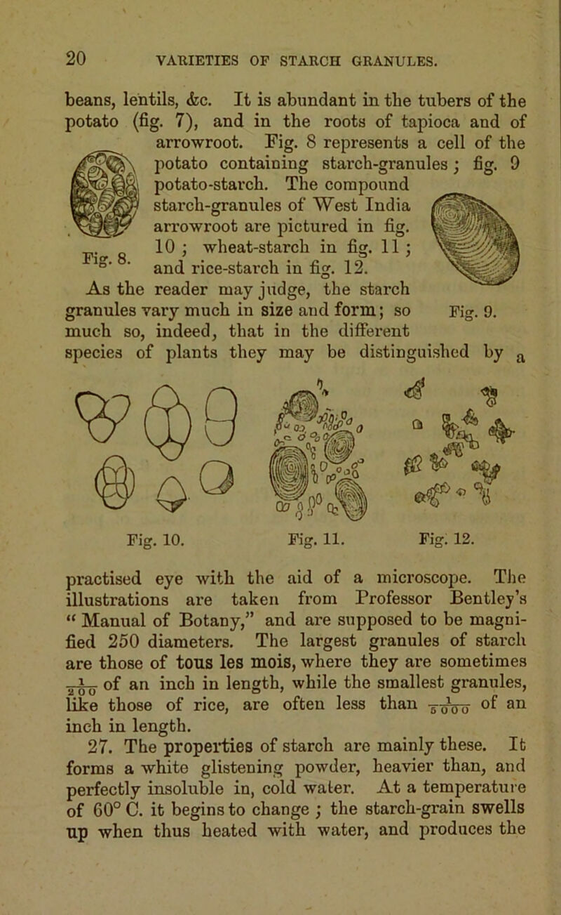 beans, lentils, <fec. It is abundant in the tubers of the potato (fig. 7), and in the roots of tapioca and of arrowroot. Fig. 8 represents a cell of the potato containing starch-granules; fig. 9 potato-starch. The compound starch-granules of West India an'owroot are pictured in fig. g 10 ; wheat-starch in fig. 11 ; “■ ■ and rice-starch in fig. 12. As the reader mayjvxdge, the starch granules vary much in size and form; so Fig. 9. much so, indeed, that in the different species of plants they may be distinguished by practised eye with the aid of a microscope. TJie illustrations are taken from Professor Bentley’s “ Manual of Botany,” and are supposed to be magni- fied 250 diameters. The largest granules of starch are those of tous les mois, where they are sometimes of an inch in length, while the smallest granules, like those of rice, are often less than inch in length. 27. The properties of starch are mainly these. It forms a white glistening powder, heavier than, and perfectly insoluble in, cold water. At a temperature of 60° C. it begins to change ; the starch-grain swells up when thus heated with water, and produces the