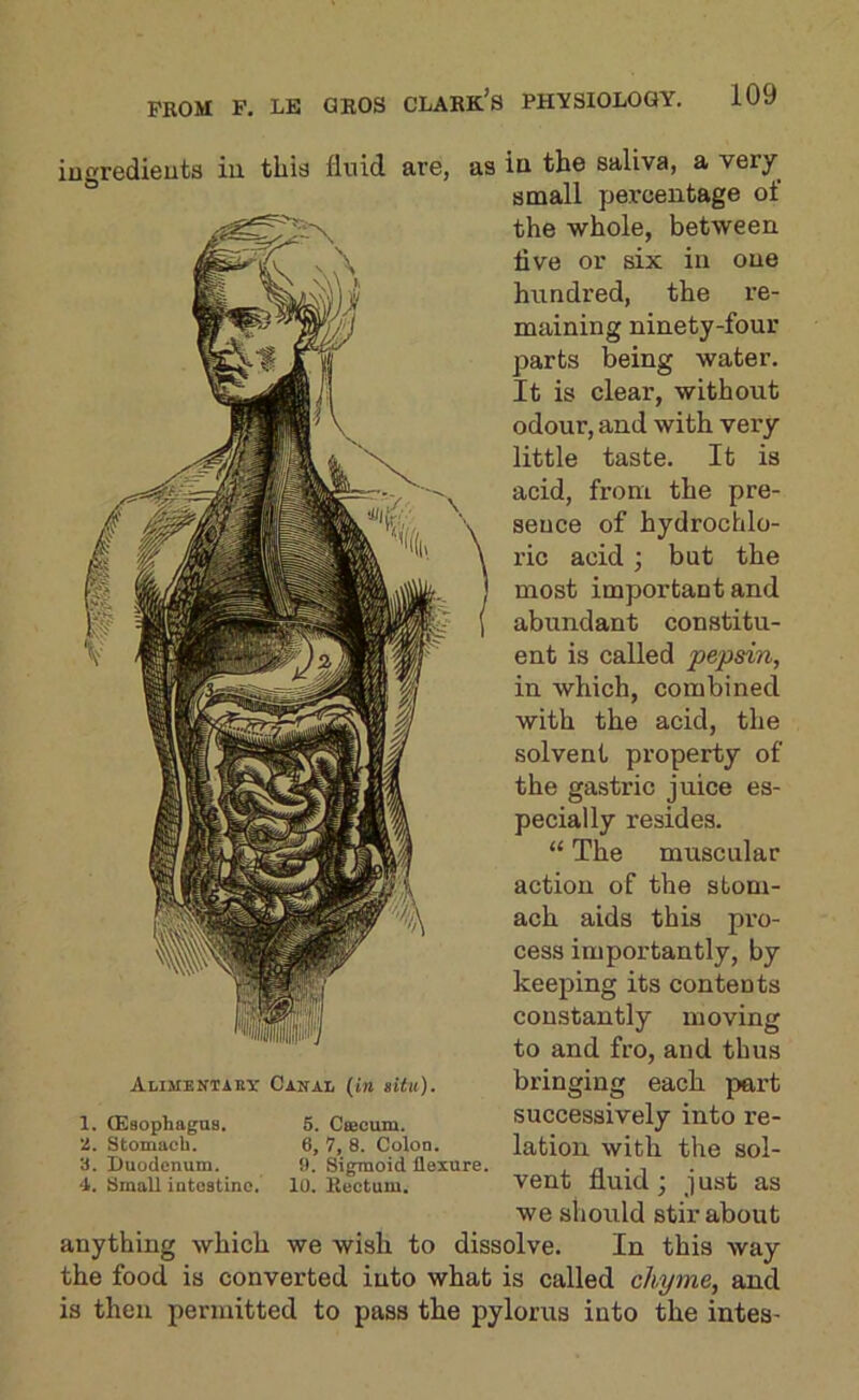 iugredieuta iu this fluid are, as ia the saliva, a very small percentage of the whole, between live or six in one hundred, the re- maining ninety-four parts being water. It is clear, without odour, and with very little taste. It is acid, from the pre- sence of hydrochlo- ric acid ; but the most important and abundant constitu- ent is called pepsin, in which, combined with the acid, the solvent property of the gastric juice es- pecially resides. “ The muscular action of the stom- ach aids this pi’o- cess importantly, by keeping its contents constantly moving to and fro, and thus bringing each pai't successively into re- lation witli the sol- vent fluid ; j ust as we should stirabout anything which we wish to dissolve. In this way the food is converted into what is called chyme, and is then permitted to pass the pylorus into the intes- Alimentaby Canal (in situ). 1. (EsophaguB. E. Stomach. 3. Duodenum. 4. Small intostinc. 5. Ceecum. 6, 7, 8. Colon. 9. Sigmoid flexure. 10. Rectum.