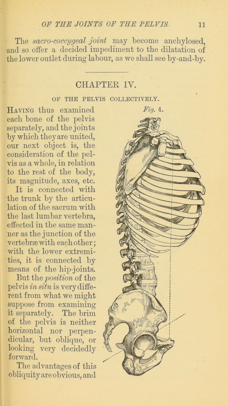 The sacro-coccygeal joint may become anchylosed, and so offer a decided impediment to the dilatation of the lower outlet during labour, as we shall see by-and-by. CHAPTER IV. OF THE PELVIS COLLECTIVELY. Having thus examined each bone of the pelvis separately, and the joints by which they are united, our next object is, the consideration of the pel- vis as a whole, in relation to the rest of the body, its magnitude, axes, etc. It is connected with the trunk by the articu- lation of the sacrum with the last lumbar vertebra, •effected in the same man- ner as the junction of the vertebrae with each other; with the lower extremi- ties, it is connected by means of the hip-joints. But the position of the pelvis in situ is very diffe- rent from what we might suppose from examining it separately. The brim of the pelvis is neither horizontal nor perpen- dicular, but oblique, or looking very decidedly forward. The advantages of this obliquity are obvious, and Fig. 4.