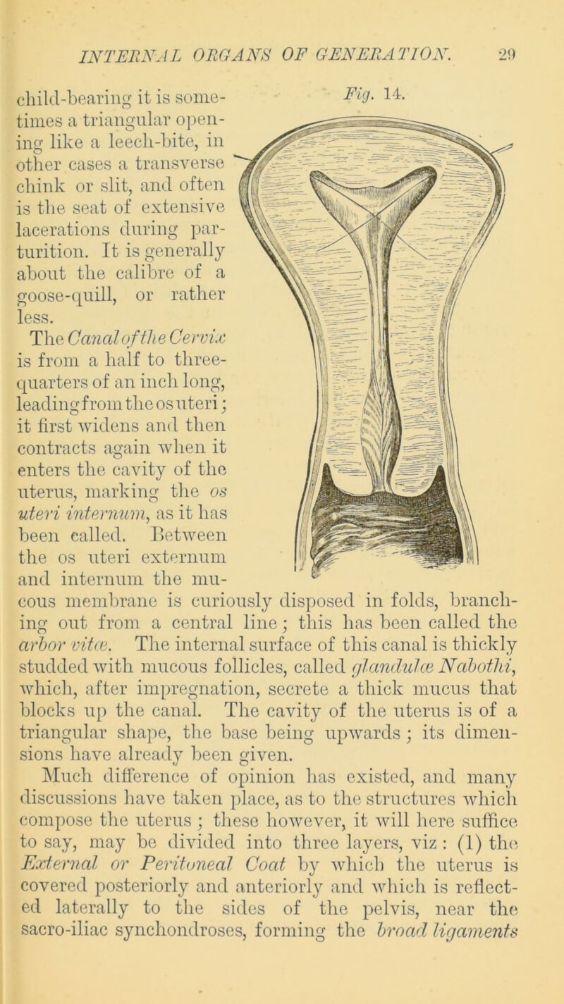 child-bearing it is some- Fig. 14. times a triangular open- ins like a leech-bite, in other cases a transverse chink or slit, and often is the seat of extensive lacerations during par- turition. It is generally about the calibre of a goose-quill, or rather less. The Caned of the Cervix is from a half to three- quarters of an inch long, leadingfrom the os uteri; it first widens and then contracts again when it enters the cavity of the uterus, marking the os uteri internum, as it has been called. Between the os uteri externum and internum the mu- cous membrane is curiously disposed in folds, branch- ing out from a central line; this has been called the arbor vitee. The internal surface of this canal is thickly studded with mucous follicles, called glandulce Ncibothi, which, after impregnation, secrete a thick mucus that blocks up the canal. The cavity of the uterus is of a triangular shape, the base being upwards ; its dimen- sions have already been given. Much difference of opinion has existed, and many discussions have taken place, as to the structures which compose the uterus ; these however, it will here suffice to say, may be divided into three layers, viz : (1) the External or Peritoneal Coat by which the uterus is covered posteriorly and anteriorly and which is reflect- ed laterally to the sides of the pelvis, near the sacro-iliac synchondroses, forming the broad ligaments