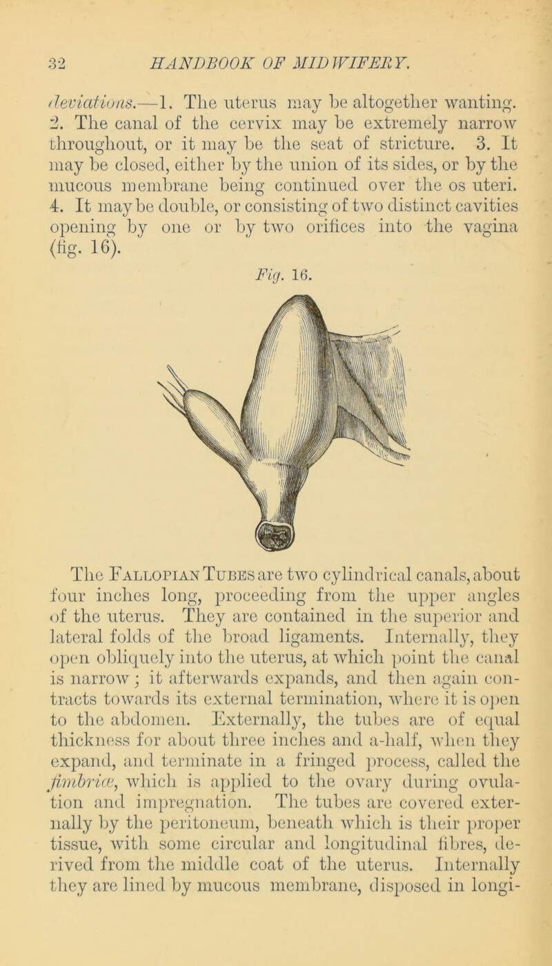 deviations.—1. The uterus may he altogether wanting. '2. The canal of the cervix may be extremely narrow throughout, or it may be the seat of stricture. 3. It may be closed, either by the union of its sides, or by the mucous membrane being continued over the os uteri. 4. It maybe double, or consisting of two distinct cavities opening by one or by two orifices into the vagina The Fallopian Tubes are two cylindrical canals, about four inches long, proceeding from the upper angles of the uterus. They are contained in the superior and lateral folds of the broad ligaments. Internally, they open obliquely into the uterus, at which point the canal is narrow; it afterwards expands, and then again con- tracts towards its external termination, where it isopen to the abdomen. Externally, the tubes are of equal thickness for about three inches and a-half, when they expand, and terminate in a fringed process, called the fimbrice, which is applied to the ovary during ovula- tion and impregnation. The tubes are covered exter- nally by the peritoneum, beneath which is their proper tissue, with some circular and longitudinal fibres, de- rived from the middle coat of the uterus. Internally they are lined by mucous membrane, disposed in longi- Fig. 16.