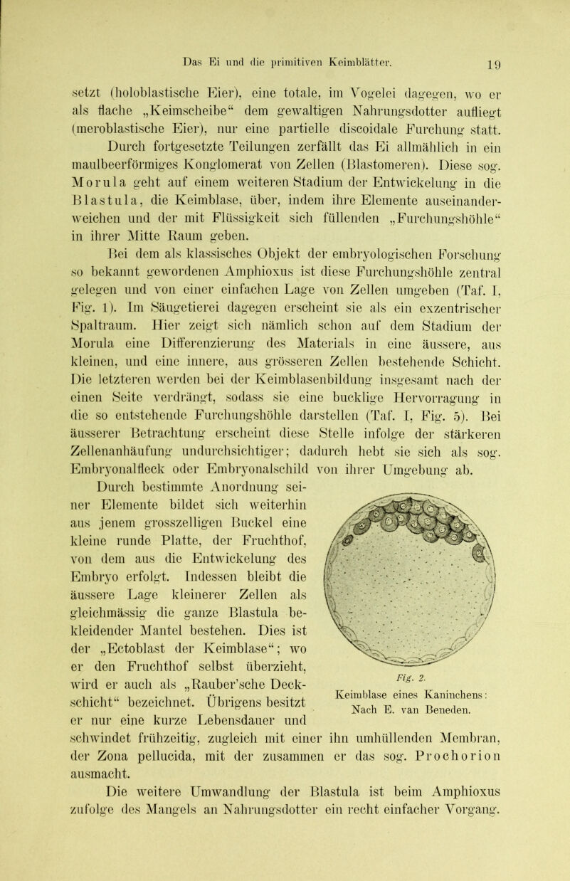 setzt (holoblastische Eier), eine totale, im Vogelei dagegen, wo er als flache „Keimscheibe“ dem gewaltigen Nahrungsdotter aufliegt (meroblastische Eier), nur eine partielle discoidale Furchung statt. Durch fortgesetzte Teilungen zerfällt das Ei allmählich in ein maulbeerförmiges Konglomerat von Zellen (Blastomeren). Diese sog. Morula geht auf einem weiteren Stadium der Entwickelung in die Blastula, die Keimblase, über, indem ihre Elemente auseinander- weichen und der mit Flüssigkeit sich füllenden „Furchungshöhle“ in ihrer Mitte Raum geben. Bei dem als klassisches Objekt der embryologischen Forschung so bekannt gewordenen Amphioxus ist diese Furchungshöhle zentral gelegen und von einer einfachen Lage von Zellen umgeben (Taf. I, Fig. 1). Im Säugetierei dagegen erscheint sie als ein exzentrischer Spaltraum. Hier zeigt sich nämlich schon auf dem Stadium der Morula eine Differenzierung des Materials in eine äussere, aus kleinen, und eine innere, aus grösseren Zellen bestehende Schicht. Die letzteren werden bei der Keimblasenbildung insgesamt nach der einen Seite verdrängt, sodass sie eine bucklige Hervorragung in die so entstehende Furchungshöhle darstellen (Taf. I, Fig. 5). Bei äusserer Betrachtung erscheint diese Stelle infolge der stärkeren Zellenanhäufung undurchsichtiger; dadurch hebt sie sich als sog. Embryonalfleck oder Embryonalschild von ihrer Umgebung ab. Durch bestimmte Anordnung sei- ner Elemente bildet sich weiterhin aus jenem grosszeiligen Buckel eine kleine runde Platte, der Fruchthof, von dem aus die Entwickelung des Embryo erfolgt. Indessen bleibt die äussere Lage kleinerer Zellen als gleichmässig die ganze Blastnla be- kleidender Mantel bestehen. Dies ist der „Ectoblast der Keimblase“; wo er den Fruchthof selbst überzieht, wird er auch als „Rauber’sche Deck- schicht“ bezeichnet. Übrigens besitzt er nur eine kurze Lebensdauer und schwindet frühzeitig, zugleich mit einer ihn umhüllenden Membran, der Zona pellucida, mit der zusammen er das sog. Prochorion ausmacht. Die weitere Umwandlung der Blastula ist beim Amphioxus zufolge des Mangels an Nahrungsdotter ein recht einfacher Vorgang. Fig. 2. Keim blase eines Kaninchens: