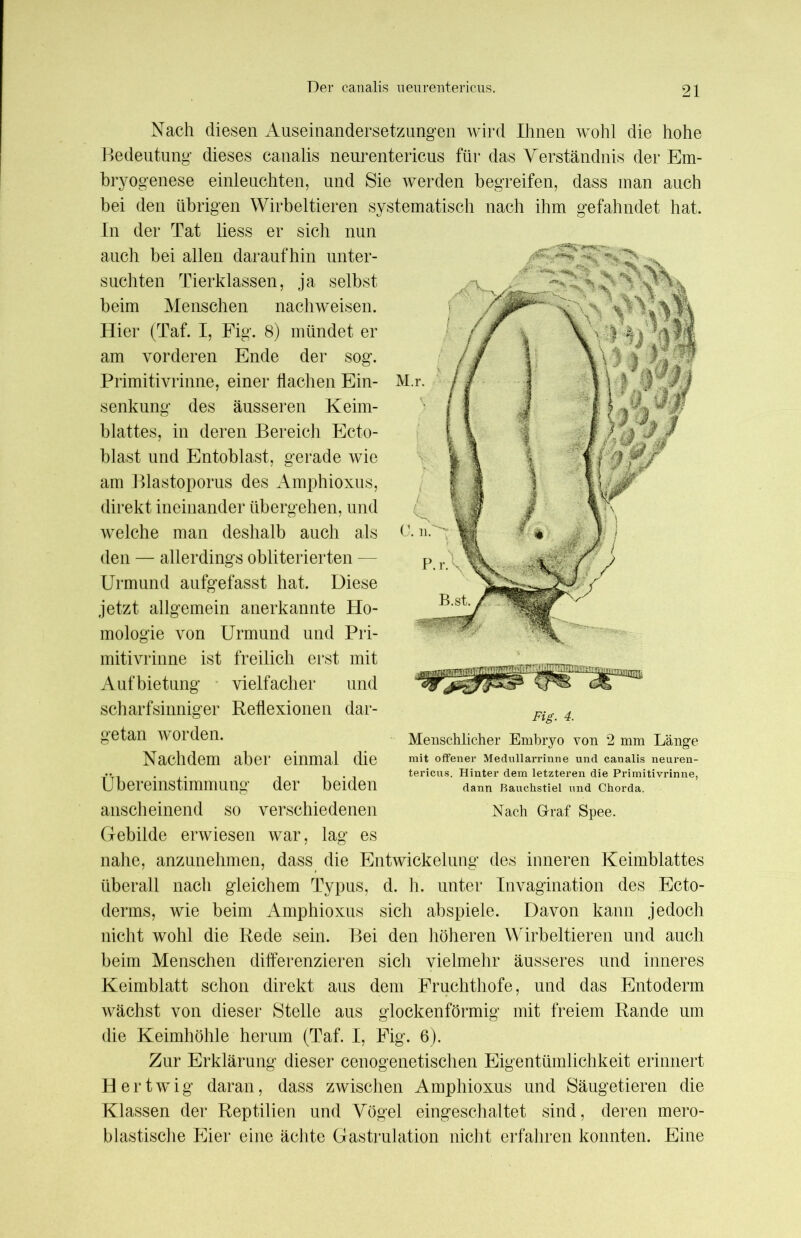 Der canalis ueurentericus. Nach diesen Auseinandersetzungen wird Ihnen wohl die hohe Bedeutung dieses canalis neurentericus für das Verständnis der Em- bryogenese einleuchten, und Sie werden begreifen, dass man auch bei den übrigen Wirbeltieren systematisch nach ihm gefahndet hat. In der Tat liess er sich nun auch bei allen daraufhin unter- suchten Tierklassen, ja selbst beim Menschen nachweisen. Hier (Taf. I, Fig. 8) mündet er am vorderen Ende der sog. Primitivrinne, einer flachen Ein- senkung des äusseren Keim- blattes, in deren Bereich Ecto- blast und Entoblast, gerade wie am Blastoporus des Amphioxus, direkt ineinander übergehen, und welche man deshalb auch als den — allerdings obliterierten — Urmund aufgefasst hat. Diese jetzt allgemein anerkannte Ho- mologie von Urmund und Pri- mitivrinne ist freilich erst mit Aufbietung vielfacher und scharfsinniger Reflexionen dar- getan worden. Nachdem aber einmal die Übereinstimmung der beiden anscheinend so verschiedenen Gebilde erwiesen war, lag es nahe, anzunehmen, dass die Entwickelung des inneren Keimblattes überall nach gleichem Typus, d. h. unter Invagination des Ecto- derms, wie beim Amphioxus sich abspiele. Davon kann jedoch nicht wohl die Rede sein. Bei den höheren Wirbeltieren und auch beim Menschen differenzieren sich vielmehr äusseres und inneres Keimblatt schon direkt aus dem Fruchthofe, und das Entoderm wächst von dieser Stelle aus glockenförmig mit freiem Rande um die Keimhöhle herum (Taf. I, Fig. 6). Zur Erklärung dieser cenogenetischen Eigentümlichkeit erinnert Hertwig daran, dass zwischen Amphioxus und Säugetieren die Klassen der Reptilien und Vögel eingeschaltet sind, deren mero- blastische Eier eine ächte Gastrulation nicht erfahren konnten. Eine Menschlicher Embryo von 2 mm Länge mit offener Medullarrinne und canalis neuren- tericus. Hinter dem letzteren die Primitivrinne, dann Rauchstiel und Chorda. Nach Graf Spee.