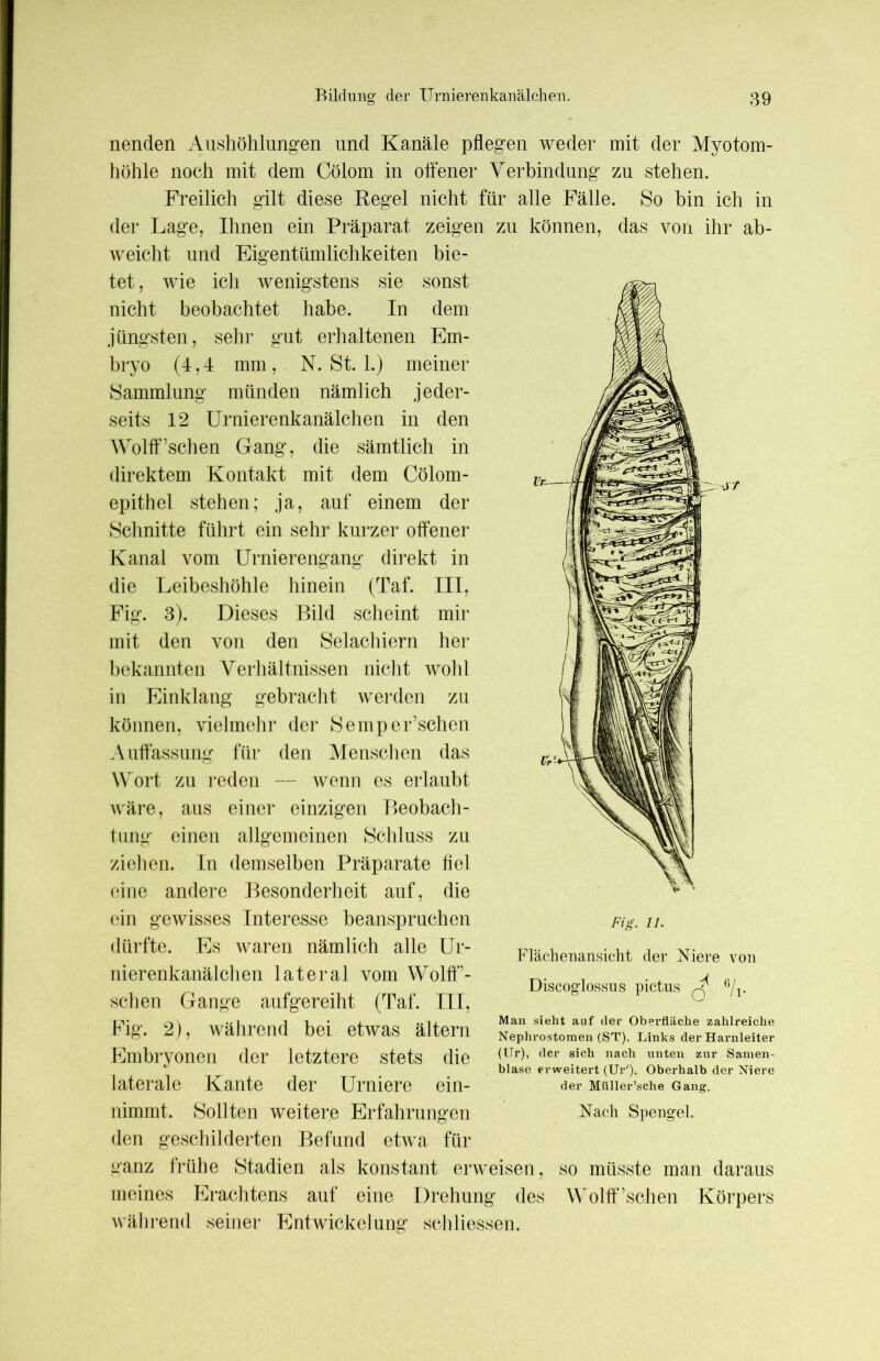 nenderl Aushöhlungen und Kanäle pflegen weder mit der Myotom- höhle noch mit dem Cölom in offener Verbindung zu stehen. Freilich gilt diese Regel nicht für alle Fälle. So bin ich in der Lage, Ihnen ein Präparat zeigen zu können, das von ihr ab- weicht und Eigentümlichkeiten bie- tet , wie ich wenigstens sie sonst nicht beobachtet habe. In dem jüngsten, sehr gut erhaltenen Em- bryo (4,4 mm, N. St. 1.) meiner Sammlung münden nämlich jeder- seits 12 Urnierenkanälchen in den WolfF sehen Gang, die sämtlich in direktem Kontakt mit dem Cölom- epithel stehen; ja, auf einem der Schnitte führt ein sehr kurzer offener Kanal vom Urnierengang direkt in die Leibeshöhle hinein (Taf. III, Fig. 3). Dieses Bild scheint mir mit den von den Selachiern her bekannten Verhältnissen nicht wohl in Einklang gebracht werden zu können, vielmehr der Semper’schen Auffassung für den Menschen das Wort zu reden — wenn es erlaubt wäre, aus einer einzigen Beobach- tung einen allgemeinen Schluss zu ziehen. In demselben Präparate fiel eine andere Besonderheit auf, die ein gewisses Interesse beanspruchen dürfte. Es waren nämlich alle Ur- nierenkanälchen lateral vom WolfF - schen Gange aufgereiht (Taf. Ui, Fig. 2), während bei etwas ältern Embryonen der letztere stets die laterale Kante der Urniere ein- nimmt. Sollten weitere Erfahrungen den geschilderten Befund etwa für ganz frühe Stadien als konstant erweisen, so müsste man daraus meines Erachtens auf eine Drehung des Wolff’sehen Körpers während seiner Entwickelung schliessen. Fig. 11. Flächenansicht der Niere von Discoglossus pictus O 7i- Man sieht auf der Oberfläche zahlreiche Nephrostomen (ST). Links der Harnleiter (Ur), der sich nach unten zur Samen- blase erweitert (Ur'). Oberhalb der Niere der Müller’sche Gang. Nach Spengel.