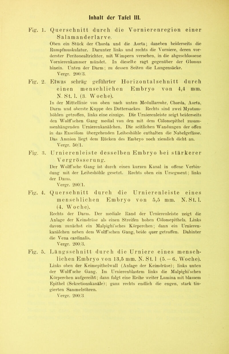 Inhalt der Tafel III. Fig. 1. Querschnitt durch die Vornierenregion einer S alamanderlarve. Oben ein Stück der Chorda und die Aorta; daneben beiderseits die Rumpfmuskulatur. Darunter links und rechts die Vorniere, deren vor- derster Peritonealtrichter, mit Wimpern versehen, in die abgeschlossene Vornierenkammer mündet. In dieselbe ragt gegenüber der Glomus hinein. Unten der Darm; zu dessen Seiten die Lungensäcke. Vergr. 200/3. Fig. 2. Etwas schräg geführter Horizontal schnitt durch einen menschlichen Embryo von 4,4 mm. N. St. 1. (3. Woche). In der Mittellinie von oben nach unten Medullarrohr, Chorda, Aorta, Darm und oberste Kuppe des Dottersackes. Rechts sind zwei Myotom- höhlen getroffen, links eine einzige. Die Urnierenleiste zeigt beiderseits den WoltTschen Gang medial von den mit dem Cölomepithel zusam- menhängenden Urnierenkanälchen. Die seitlichen Wandungen der offen in das Exocölom übergehenden Leibeshöhle enthalten die Nabelgefässe. Das Amnion liegt dem Rücken des Embryo noch ziemlich dicht an. Vergr. 50/1. Fig. 3. Urnierenleiste desselben Embryo bei stärkerer V e r g r ö s s e r u n g. Der Wolff’sche Gang ist durch einen kurzen Kanal in offene Verbin- dung mit der Leibeshöhle gesetzt. Rechts oben ein Ursegment; links der Dann. Vergr. 200/1. Fig. 4. Querschnitt durch die Urnierenleiste eines menschlichen Embryo von 5,5 mm. N. St. 1. (4. W^oche). Rechts der Darm. Der mediale Rand der Urnierenleiste zeigt die Anlage der Keimdrüse als einen Streifen hohen Cölomepithels. Links davon zunächst ein Malpighi’sches Körperchen; dann ein Urnieren- kanälchen neben dem Wolff’schen Gang, beide quer getroffen. Dahinter die Vena cardinalis. Vergr. 200/3. Fig. 5. Längsschnitt durch die Urniere eines mensch- lichen Embryo von 13,5 mm. N. St. 1 (5.— 6. Woche). Links oben der Keimepithelwall (Anlage der Keimdrüse); links unten der Wolff’sche Gang. Im Urnierenblastem links die Malpighi’schen Körperchen aufgereiht; dann folgt eine Reihe weiter Lumina mit blassem Epithel (Sekretionskanäle); ganz rechts endlich die engen, stark tin- gierten Sammelröhren. Vergr. 200/3.