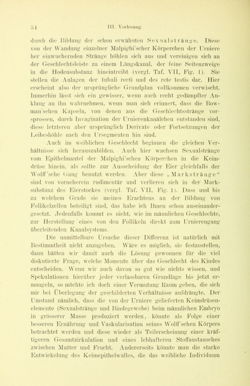 durch die Bildung1 der schon erwähnten Sexualstränge. Diese von der Wandung einzelner Mal pighi’scher Körperchen der Urniere her einwuchernden Stränge höhlen sich aus und vereinigen sich an der Geschlechtsleiste zu einem Längskanal, der feine Seitenzweige in die Hodensubstanz hinein treibt (vergl. Taf. VII, Fig. 1). Sie stellen die Anlagen der tubuli recti und des rete testis dar. Hier erscheint also der ursprüngliche Grundplan vollkommen verwischt. Immerhin lässt sich ein gewisser, wenn auch recht gedämpfter An- klang an ihn wahrnehmen, wenn man sich erinnert, dass die Bow- man’schen Kapseln, von denen aus die Geschlechtsstränge vor- sprossen, durch Invagination der Urnierenkanälchen entstanden sind, diese letzteren aber ursprünglich Derivate oder Fortsetzungen der Leibeshöhle nach den Ursegmenten hin sind. Auch im weiblichen Geschlecht beginnen die gleichen Ver- hältnisse sich herauszubilden. Auch hier wachsen Sexualstränge vom Epithelmantel der Malpighi’schen Körperchen in die Keim- drüse hinein, als sollte zur Ausscheidung der Eier gleichfalls der Wolff’sche Gang benutzt werden. Aber diese „Markstränge“ sind von vorneherein rudimentär und verlieren sich in der Mark- substanz des Eierstockes (vergl. Taf. VII, Fig. 1). Dass und bis zu welchem Grade sie meines Erachtens an der Bildung von Follikelzellen beteiligt sind, das habe ich Ihnen schon auseinander- gesetzt. Jedenfalls kommt es nicht, wie im männlichen Geschleckte, zur Herstellung eines von den Follikeln direkt zum Urnierengang überleitenden Kanalsystems. Die unmittelbare Ursache dieser Differenz ist natürlich mit Bestimmtheit nicht anzugeben. Wäre es möglich, sie festzustellen, dann hätten wir damit auch die Lösung gewonnen für die viel diskutierte Frage, welche Momente über das Geschlecht des Kindes entscheiden. Wenn wir auch davon so gut wie nichts wissen, und Spekulationen hierüber jeder verlassbaren Grundlage bis jetzt er- mangeln, so möchte ich doch einer Vermutung Raum geben, die sich mir bei Überlegung der geschilderten Verhältnisse aufdrängte. Der Umstand nämlich, dass die von der Urniere gelieferten Keimdrüsen- elemente (Sexualstränge und Bindegewebe) beim männlichen Embryo in grösserer Masse produziert werden, könnte als Folge einer besseren Ernährung und Vaskularisation seines WolfFschen Körpers betrachtet werden und diese wieder als Teilerscheinung einer kräf- tigeren Gesamtzirkulation und eines lebhafteren Stoffaustausches zwischen Mutter und Frucht. Andererseits könnte man die starke Entwickelung des Keimepithelwalles, die das weibliche Individuum