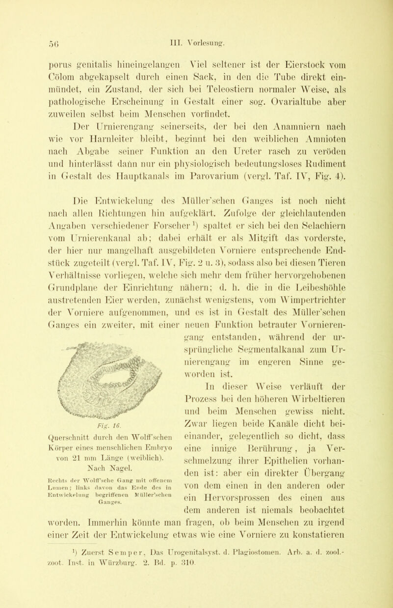porus genitalis hineingelangen. Viel seltener ist der Eierstock vom Cölom abgekapselt durch einen Sack, in den die Tube direkt ein- mündet, ein Zustand, der sich bei Teleostiern normaler Weise, als pathologische Erscheinung in Gestalt einer sog. Ovarialtube aber zuweilen selbst beim Menschen vorfindet. Der Urnierengang seinerseits, der bei den Anamniern nach wie vor Harnleiter bleibt, beginnt bei den weiblichen Amnioten nach Abgabe seiner Funktion an den Ureter rasch zu veröden und hinterlässt dafin nur ein physiologisch bedeutungsloses Rudiment in Gestalt des Hauptkanals im Parovarium (vergl. Taf. IV, Fig. 4). Die Entwickelung des Müller’schen Ganges ist noch nicht nach allen Richtungen hin aufgeklärt. Zufolge der gleichlautenden Angaben verschiedener Forscher*) spaltet er sich bei den Selachiern vom Urnierenkanal ab; dabei erhält er als Mitgift das vorderste, der hier nur mangelhaft ausgebildeten Vorniere entsprechende End- stück zugeteilt (vergl. Taf. IV, Fig. 2 u. 3), sodass also bei diesen Tieren Verhältnisse vorliegen, welche sich mehr dem früher hervorgehobenen Grundplane der Einrichtung nähern; d. h. die in die Leibeshöhle austretenden Eier werden, zunächst wenigstens, vom Wimpertrichter der Vorniere aufgenommen, und es ist in Gestalt des Müller’schen Ganges ein zweiter, mit einer neuen Funktion betrauter Vornieren- gang entstanden, während der ur- sprüngliche Segmentalkanal zum Ur- nierengang im engeren Sinne ge- worden ist. In dieser Weise verläuft der Prozess bei den höheren Wirbeltieren und beim Menschen gewiss nicht. Zwar liegen beide Kanäle dicht bei- einander, gelegentlich so dicht, dass eine innige Berührung, ja Ver- schmelzung ihrer Epithelien vorhan- den ist: aber ein direkter Übergang von dem einen in den anderen oder ein Hervorsprossen des einen aus dem anderen ist niemals beobachtet worden. Immerhin könnte man fragen, ob beim Menschen zu irgend einer Zeit der Entwickelung etwas wie eine Vorniere zu konstatieren Querschnitt durch den Wolif sehen Körper eines menschlichen Embryo von 21 mm Länge (weiblich). Nach Nagel. Rechts der Wolff’sclie Gang mit offenem Lumen; links davon das Ende des in Entwickelung begriffenen W üller’schen Ganges. !) Zuerst Semper, Das Urogenitalsyst. d. Plagiostomen. Arb. a. d. zool.- zoot. Inst, in AYürzhurg. 2. Bd. p. 310.