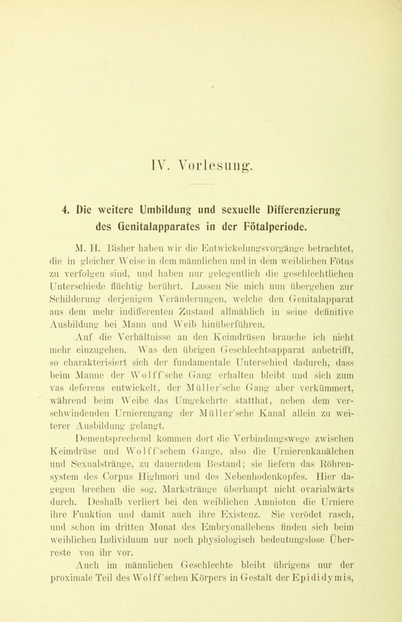 IV. Vorlesung. 4. Die weitere Umbildung und sexuelle Differenzierung des Qenitalapparates in der Fötalperiode. M. H. Bisher haben wir die Entwickelungsvorgänge betrachtet, die in gleicher Weise in dem männlichen und in dem weiblichen Fötus zu verfolgen sind, und haben nur gelegentlich die geschlechtlichen Unterschiede flüchtig berührt. Lassen Sie mich nun übergehen zur Schilderung derjenigen Veränderungen, welche den Genitalapparat aus dem mehr indifferenten Zustand allmählich in seine definitive Ausbildung bei Mann und Weib hinüberführen. iVuf die Verhältnisse an den Keimdrüsen brauche ich nicht mehr einzugehen. Was den übrigen Geschlechtsapparat anbetrifft, so charakterisiert sich der fundamentale Unterschied dadurch, dass beim Manne der Wolff’sche Gang erhalten bleibt und sich zum vas deferens entwickelt, der Müller’sche Gang aber verkümmert, während beim Weibe das Umgekehrte statthat, neben dem ver- schwindenden Urnierengang der Müller’sche Kanal allein zu wei- terer Ausbildung gelangt. Dementsprechend kommen dort die Verbindungswege zwischen Keimdrüse und Wolff’schem Gange, also die Urnierenkanälchen und Sexualstränge, zu dauerndem Bestand; sie liefern das Köhren- system des Corpus Highmori und des Nebenhodenkopfes. Hier da- gegen brechen die sog. Markstränge überhaupt nicht ovarialwärts durch. Deshalb verliert bei den weiblichen Amnioten die Urniere ihre Funktion und damit auch ihre Existenz. Sie verödet rasch, und schon im dritten Monat des Embryonallebens finden sich beim weiblichen Individuum nur noch physiologisch bedeutungslose Über- reste von ihr vor. Auch im männlichen Geschlechte bleibt übrigens nur der proximale Teil des Wolff’schen Körpers in Gestalt der Epididymis,