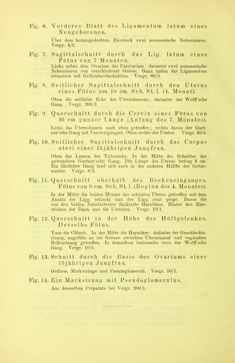 Fig. 6. Vorderes Blatt des Ligamentum latum eines Neugeborenen. Über dem herausgedrehten Eierstock zwei accessorische Nebennieren. Vergr. 4/3. Fig. 7. Sagittalschnitt durch das Lig. latum eines Fötus von 7 Monaten. Links neben dem Ovarium das Parovarium; darunter zwei accessorische Nebennieren von verschiedener Grösse. Ganz unten das Ligamentum rotundum mit Gefässdurchschnitten. Vergr. 80/3. Fig. 8. Seitlicher Sagittalschnitt durch den Uterus eines Fötus von 10 cm. Sch. St. 1. (4. Monat). Oben die seitliche Ecke des Uteruslumens; darunter der Wolff’sche Gang. Vergr. 200/3. Fig. 9. Querschnitt durch die Cervix eines Fötus von 36 cm ganzer Länge (Anfang des 7. Monates). Links das Uteruslumen noch eben getroffen; rechts davon der Gart- ner’sche Gang mit Verzweigungen. Oben rechts der Ureter. Vergr. 40/3. Fig. 10. Seitlicher Sagittalschnitt durch das Corpus uteri einer 15jährigen Jungfrau. Oben das Lumen der Tubenecke. In der Mitte des Schnittes der gewundene Gartner’sche Gang. Die Länge des Uterus betrug 6 cm. Ein ähnlicher Gang fand sich auch in der anderen Hälfte der Gebär- mutter. Vergr. 8/3. Fig. 11. Querschnitt oberhalb des Becke neinganges. Fötus von 9 cm. Sch. St. 1. (Beginn des 4. Monates). In der Mitte die beiden Hörner des arkuaten Uterus getroffen mit dem Ansatz der Ligg. rotunda und der Ligg. ovar. propr. Davor die von den beiden Nabelarterien flankierte Harnblase. Hinter den Eier- stöcken der Darm und die Ureteren. Vergr. 10/1. Fig. 12. Querschnitt in der Höhe des Hüftgelenkes. Derselbe Fötus. Vorn die Clitoris. In der Mitte die Harnöhre; dahinter der Geschlechts- strang, ungefähr an der Grenze zwischen Uteruskanal und vaginalem Zellenstrang getroffen. In demselben beiderseits vorn der Wolffsche Gang. Vergr. 10/1. Fig. 13. Schnitt durch die Basis des Ovariums einer 15jährigen Jungfrau. Gefässe, Markstränge und Pseudoglomeruli. Vergr. 50/1. Fig. 14. Ein Markstrang mit Pseudoglomerulus. Aus demselben Präparate bei Vergr. 200/1.