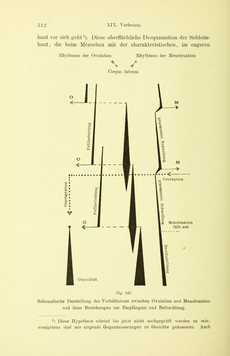 haut vor sich geht1). Diese oberflächliche Desquamation der Schleim- haut, die heim Menschen mit der charakteristischen, im engeren Rhythmus der Ovulation Rhythmus der Menstruation \ / Corpus luteum Fig. 142. Schematische Darstellung des Verhältnisses zwischen Ovulation und Menstruation und ihrer Beziehungen zur Empfängnis und Befruchtung. 0 Diese Hypothese scheint bis jetzt nicht nachgeprüft worden zu sein; wenigstens sind mir nirgends Gegenäusserungen zu Gesichte gekommen. Auch