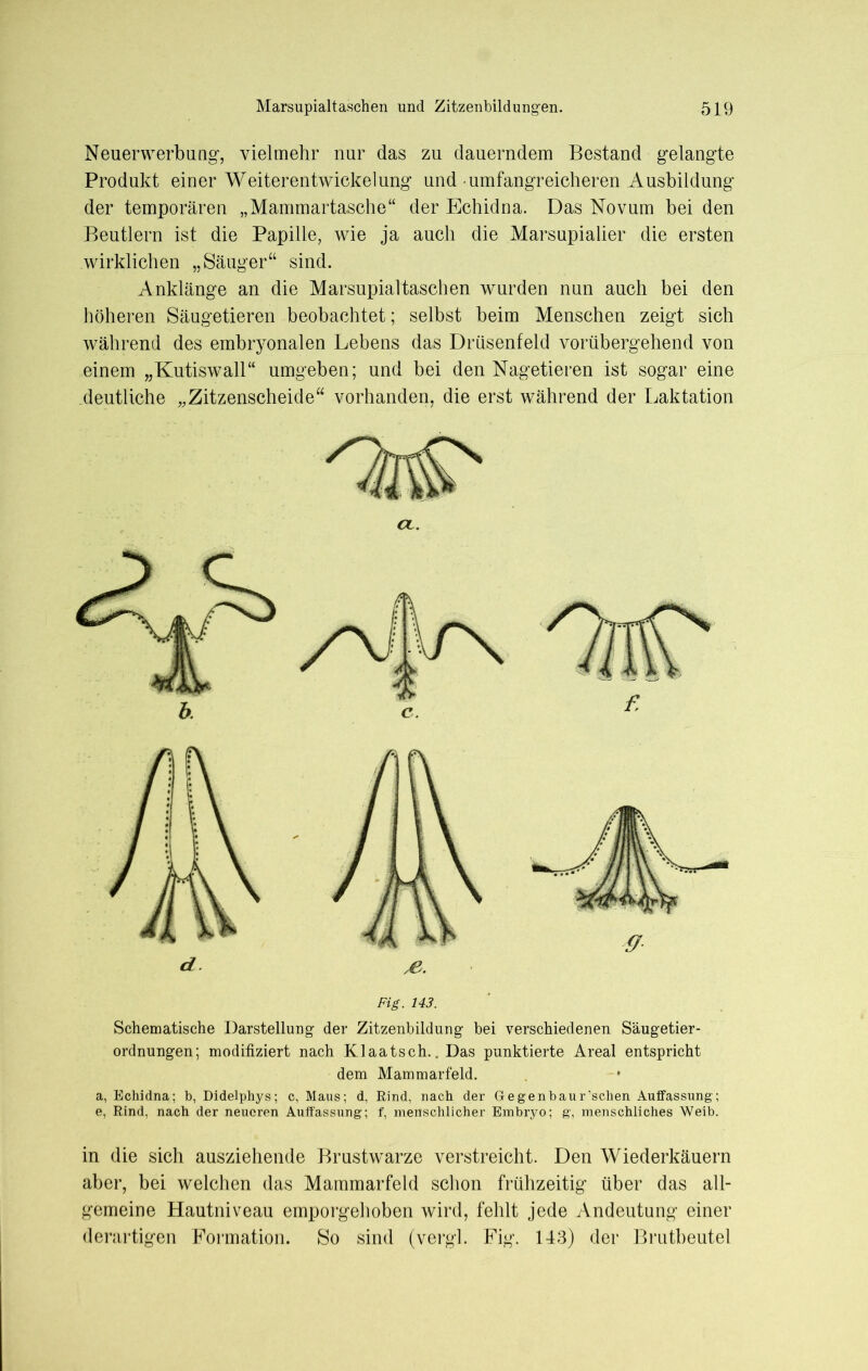 Neuerwerbung-, vielmehr nur das zu dauerndem Bestand gelangte Produkt einer Weiterentwickelung und-umfangreicheren Ausbildung der temporären „Mammartasche“ der Echidna. Das Novum bei den Beutlern ist die Papille, wie ja auch die Marsupialier die ersten wirklichen „Säuger“ sind. Anklänge an die Marsupialtaschen wurden nun auch bei den höheren Säugetieren beobachtet; selbst beim Menschen zeigt sich während des embryonalen Lebens das Drüsenfeld vorübergehend von einem „Kutiswall“ umgeben; und bei den Nagetieren ist sogar eine deutliche „Zitzenscheide“ vorhanden, die erst während der Laktation Fig. 143. Schematische Darstellung der Zitzenbildung bei verschiedenen Säugetier- ordnungen; modifiziert nach Klaatsch.. Das punktierte Areal entspricht dem Mammarfeld. a, Echidna; b, Didelphys; c, Maus; d, Rind, nach der Ge genbau r’schen Auffassung; e, Rind, nach der neueren Auffassung; f, menschlicher Embryo; g, menschliches Weib. in die sich ausziehende Brustwarze verstreicht. Den Wiederkäuern aber, bei welchen das Mammarfeld schon frühzeitig über das all- gemeine Hautniveau emporgehoben wird, fehlt jede Andeutung einer derartigen Formation. So sind (vergl. Fig. 143) der Brutbeutel