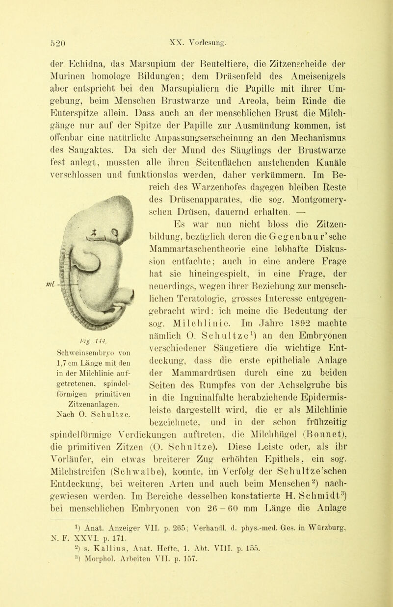 der Echidna, das Marsupium der Beuteltiere, die Zitzenscheide der Murinen homologe Bildungen; dem Drüsenfeld des Ameisenigels aber entspricht bei den Marsupialiern die Papille mit ihrer Um- gebung, beim Menschen Brustwarze und Areola, beim Rinde die Euterspitze allein. Dass auch an der menschlichen Brust die Milch- gänge nur auf der Spitze der Papille zur Ausmündung kommen, ist offenbar eine natürliche Anpassungserscheinung an den Mechanismus des Saugaktes. Da sich der Mund des Säuglings der Brustwarze fest anlegt, mussten alle ihren Seitenflächen anstehenden Kanäle verschlossen und funktionslos werden, daher verkümmern. Im Be- reich des Warzenhofes dagegen bleiben Reste des Drüsenapparates, die sog. Montgomery- schen Drüsen, dauernd erhalten. — Es war nun nicht bloss die Zitzen- bildung, bezüglich deren die Gegenbaur’sehe Mammartaschentheorie eine lebhafte Diskus- sion entfachte; auch in eine andere Frage hat sie hineingespielt, in eine Frage, der neuerdings, wegen ihrer Beziehung zur mensch- lichen Teratologie, grosses Interesse entgegen- gebracht wird: ich meine die Bedeutung der sog. Milchlinie. Im Jahre 1892 machte nämlich 0. Schnitze1) an den Embryonen verschiedener Säugetiere die wichtige Ent- deckung, dass die erste epitheliale Anlage der Mammardrüsen durch eine zu beiden Seiten des Rumpfes von der Achselgrube bis in die Inguinalfalte herabziehende Epidermis- leiste dargestellt wird, die er als Milchlinie bezeichnete, und in der schon frühzeitig spindelförmige Verdickungen auftreten, die Milchhügel (Bonnet), die primitiven Zitzen (0. Schultze). Diese Leiste oder, als ihr Vorläufer, ein etwas breiterer Zug erhöhten Epithels, ein sog. Milchstreifen (Schwalbe), konnte, im Verfolg der Schultze’schen Entdeckung, bei weiteren Arten und auch beim Menschen2) nach- gewiesen werden. Im Bereiche desselben konstatierte H. Schmidt3) bei menschlichen Embryonen von 26 - 60 mm Länge die Anlage *) Anat. Anzeiger VII. p. 265: Verhandl. d. phys.-med. Ges. in Würzburg, N. F. XXVI. p. 171. 2) s. Kallius, Anat. Hefte, 1. Abt. VIII. p. 155. 3) Morphol. Arbeiten VII. p. 157. Schweinsembryo von 1,7 cm Länge mit den in der Milchlinie auf- getretenen, spindel- förmigen primitiven Zitzenanlagen. Nach 0. Schultze.