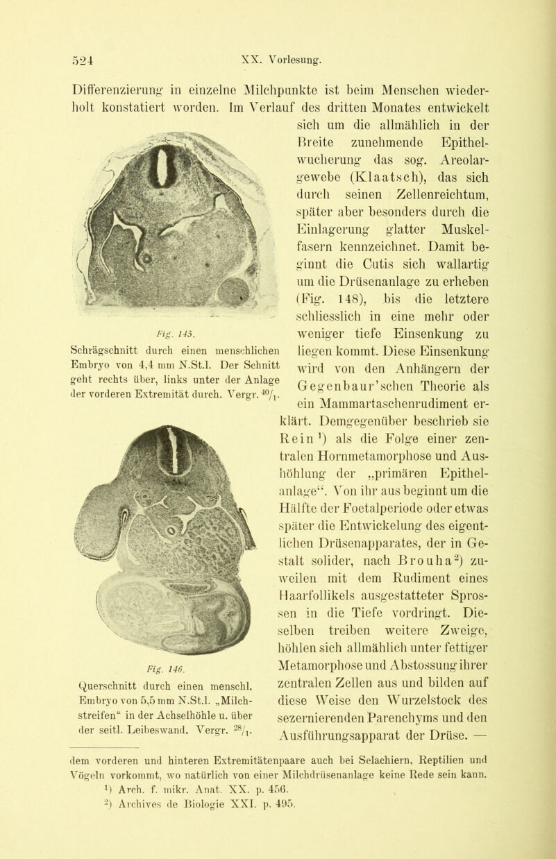 Fig. 145. Schrägschnitt durch einen menschlichen Embryo von 4,4 mm N.St.l. Der Schnitt geht rechts über, links unter der Anlage der vorderen Extremität durch. Vergr. 4%. Differenzierung in einzelne Milchpunkte ist beim Menschen wieder- holt konstatiert worden. Im Verlauf des dritten Monates entwickelt sich um die allmählich in der Breite zunehmende Epithel- wucherung das sog. Areolar- gewebe (Klaatsch), das sich durch seinen Zellenreichtum, später aber besonders durch die Itünlagerung glatter Muskel- fasern kennzeichnet. Damit be- ginnt die Cutis sich wallartig um die Drüsenanlage zu erheben (Fig. 148), bis die letztere schliesslich in eine mehr oder weniger tiefe Einsenkung zu liegen kommt. Diese Einsenkung wird von den Anhängern der Gegenbaur’schen Theorie als ein Mammartaschenrudiment er- klärt. Demgegenüber beschrieb sie Rein ’) als die Folge einer zen- tralen Hornmetamorphose und Aus- höhlung der „primären Epithel- anlage“. Von ihr aus beginnt um die Hälfte der Foetalperiode oder etwas später die Entwickelung des eigent- lichen Drüsenapparates, der in Ge- stalt solider, nach Brouha* 2) zu- weilen mit dem Rudiment eines Haarfollikels ausgestatteter Spros- sen in die Tiefe vordringt. Die- selben treiben weitere Zweige, höhlen sich allmählich unter fettiger Metamorphose und Abstossung ihrer zentralen Zellen aus und bilden auf diese Weise den Wrurzelstock des sezernierenden Parenchyms und den Ausführungsapparat der Drüse. — Fig. 146. Querschnitt durch einen menschl. Embryo von 5,5 mm N.St.l. „Milch- streifen“ in der Achselhöhle u. über der seitl. Leibeswand. Vergr. 28/t. dem vorderen und hinteren Extremitätenpaare auch bei Selachiern, Reptilien und Vögeln vorkommt, wo natürlich von einer Milchdrüsenanlage keine Rede sein kann. D Arch. f. mikr. Anat. XX. p. 45G. 2) Archives de Biologie XXI. p. 495.