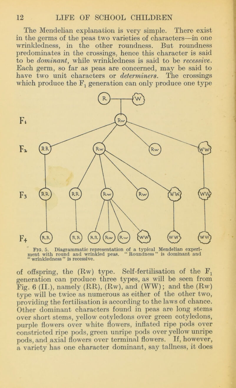 The Mendelian explanation is very simple. There exist in the germs of the peas two varieties of characters—in one wrinkledness, in the other roundness. But roundness j^redominates in the crossings, hence this character is said to be dominant, while wrinkledness is said to be recessive. Each germ, so far as peas are concerned, may be said to have two unit characters or determiners. The crossings which produce the F1 generation can only produce one type Fig. 5. Diagrammatic representation of a typical Mendelian experi- ment with round and wrinkled peas. “ lioundness ” is dominant and “ wrinkledness ” is recessive. of offspring, the (Rw) type. Self-fertilisation of the Fx generation can produce three types, as will be seen from Fig. 6 (II.), namely (RR), (Rw), and (WW); and the (Rw) type will be twice as numerous as either of the other two, providing the fertilisation is according to the laws of chance. Other dominant characters found in peas are long stems over short stems, yellow cotyledons over green cotyledons, purple flowers over white flowers, inflated ripe pods over constricted ripe pods, green unripe pods over yellow unripe pods, and axial flowers over terminal flowers. If, however, a variety has one character dominant, say tallness, it does