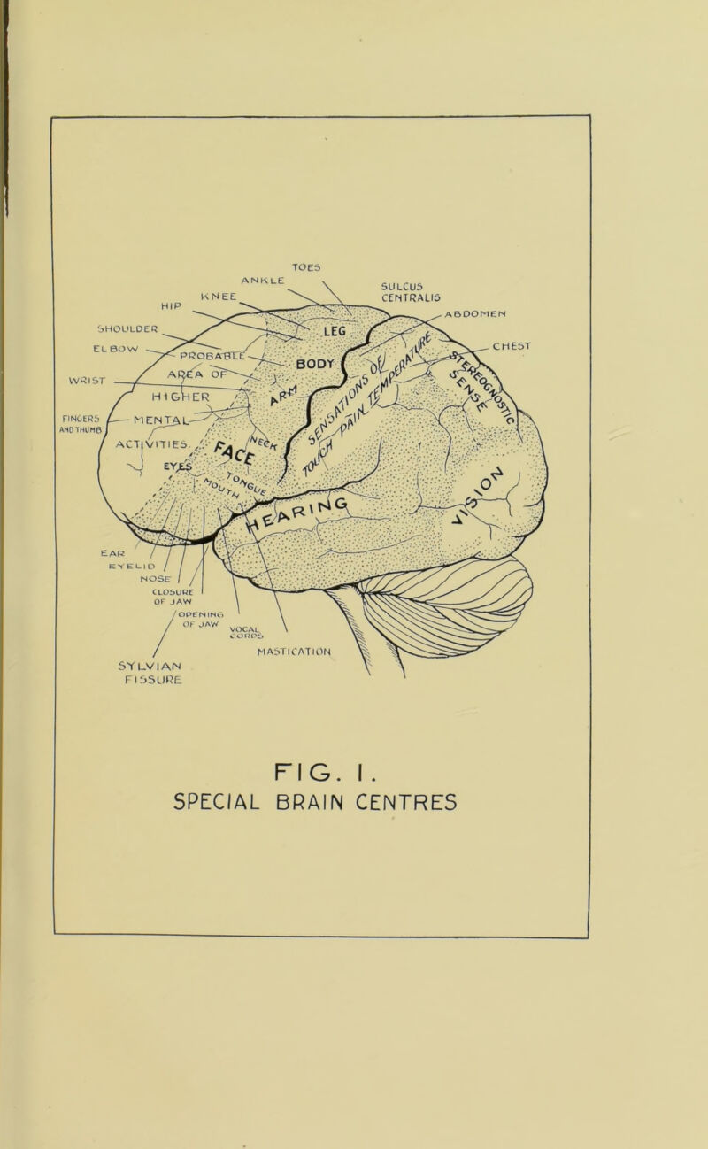 TOES WRIST FINGERS AND THUMB SULCUS CENTRALIS abdomen CHEST SHOULDER EL BOW EAR NOSE CLOSURE OF JAW /OPENING / Of JAW MASTICATION S Y LV I AN FISSURE HIP ANKLE KNEE FIG. I . SPECIAL BRAIN CENTRES