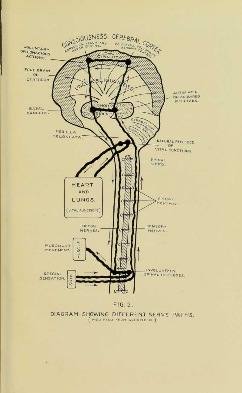 DIAGRAM SHOWING DIFFERENT NERVE PATHS. ( MODIFIED FROM SCHOFIELD )