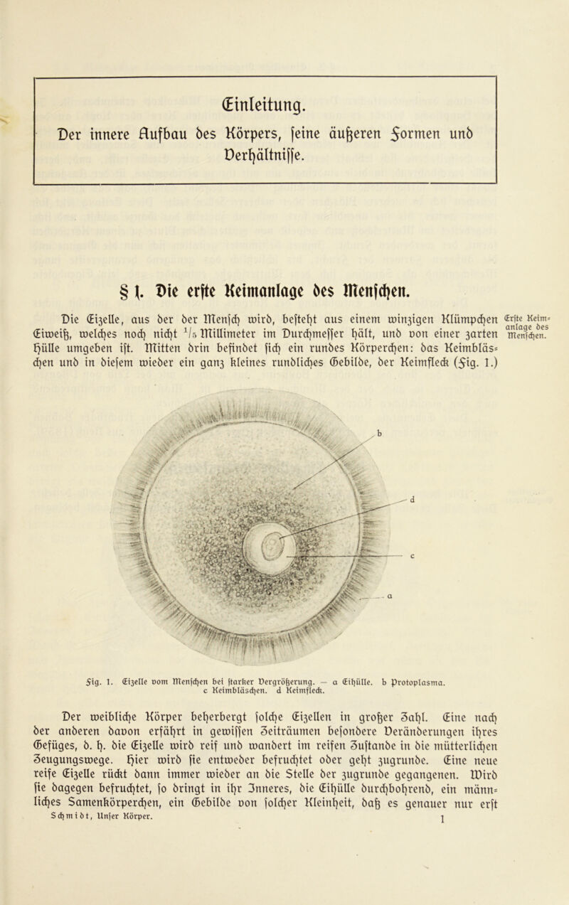 (Einleitung. Der innere Aufbau öes Körpers, feine äußeren 5ormen unö Derijältniffe. § Die crftc Keimanlage Des Klenfdjen. Die (Egelle, aus ber ber ITtcnfch roirb, befielt aus einem roinjigen Klümpchen (Eiroeijj, meines nod) nid)t 1U ITTillimeter im Durdjmeffer hält, unb non einer 3arten E^üIIe umgeben ift. mitten brin befinbet fid) ein runbes Körperchen: bas Keimbläs= d)en unb in biefem roieber ein gan3 kleines runblid}es (Bebilbe, ber Keimfleck ($ig. 1.) 5tg. 1. (Ereile oom menfdjen bet ftarher Dergröfoerung. — a OEi^üIIc. b Protoplasma. c Keimbläschen, d Keimfledt. Der roeib!icf)e Körper beherbergt jolcf)e (Egellen in großer 3al)l. (Eine nach ber anberen baoon erfährt in getoiffen Seiträumen bejonbere Deränberungen ihres (Befüges, b. t). bie (Egelle mirb reif unb roanbert im reifen Suftanbe in bie mütterlichen Seugungsroege. Fjier roirb fie entroeber befruchtet ober geht 3ugrunbe. (Eine neue reife (Ereile rückt bann immer uneber an bie Stelle ber 3ugrunbe gegangenen. IDirb fie bagegen befruchtet, fo bringt in ihr 3nneres, bie (Eihülle burd)bohrenb, ein männ= lidjes Samenkörperchen, ein (Bebilbe von foldjer Kleinheit, bafe es genauer nur erft Sdjmiöt, Unfcr Körper. t (Erfte Keim= attlage öes menfdjen.
