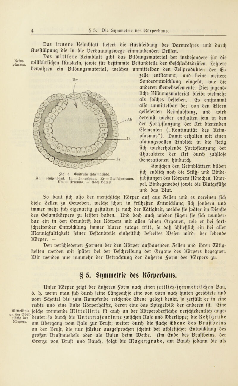 Keim* plasma. Um Das innere Keimblatt liefert bie Ruskleibung öes Darmroßres unb burd) Rusftülpung bie in bie Derbauungswege einmünbenben Drüfen. Das mittlere Keimblatt gibt bas Bilbungsmaterial t)er insbefonbere für bie willkürlichen ITtuskeln, fowie für beftimmte Beftanbteile ber (Befd)led)tsbrüfen. £eßtere bewahren ein Bilbungsmaterial, meines unmittelbar ben (Eeilprobukten ber (EU 3elle entftammt, unb keine roeitere Sonberentwicklung eingel)t, roie bie anberen (Bewebselemente. Dies jugenb= lid)e Bilbungsmaterial bleibt t)ielmel)r als folcfjes hefteten. (Es entftammt alfo unmittelbar ber uon ben (Eltern gelieferten Keimfubftan3, unb wirb bereinft wieber enthalten fein in ben ber 5or*Pflatt3ung ber Rrt bienenben (Elementen („Kontinuität bes Keim= plasmas). Damit erhalten toir einen atptungsüollen (Einblick in bie ftetig fid) wiebertjolenbe 5or*Pflan3unQ ber (Ef)araktere ber Rrt burd) 3al)lIofe (Benerationen l)inburd). Swifdjen ben Keimblättern bilben fid) enblid) nod) bie Stüß= unb Binbe= fubftan3en bes Körpers (Knodjen, Knor= pel, Binbegetoebe) foroie bie Blutgefäße unb bas Blut. 5ig. 3. (Baftrula (fdjematifd}). Ah — Aujjenfyaut. Ih = 3nnenl)aut. Zr — 3u)ifd)enraum. Um — Urmunö. — Had) Fjäcfcel. So baut fiel) alfo ber menfd)lid)e Körper auf aus Sellen unb es uereinen fid) biefe Sellen 3U (Beiueben, welche fd)ort in früfjefter (Entwicklung fid) fonbern unb immer mehr fid) eigenartig geftalten je nad) ber (Tätigkeit, welche fie fpäter im Dienfte bes (Befamtkörpers 311 leiften ßaben. Unb bod) aud) roieber fügen fie fid) wunber= bar ein in ben (Brunbriß bes Körpers mit allen feinen (Drganen, wie er bei fort= fd)reitenber (Entwicklung immer klarer 3utage tritt, fo baß feßließlid) ein bei aller IKannigfaltigkeit feiner Beftanbteile einheitlich befeeltes EDefen wirb: ber lebenbe Körper. - Den oerfd)iebenen 5ormen ber ben Körper aufbauenben Sellen unb ihren (Tätig* keiten werben wir fpäter bei ber Bejcßreibung ber (Drgane bes Körpers begegnen. IDir wenben uns nunmehr ber Betrad)tung ber äußeren $oxm Körpers 3U. § 5. Symmetrie öes Körperbaus. Unfer Körper 3eigt ber äußeren $oxm nad) einen feitlid) = fpmmetrijd)en Bau, b. t). wenn man fid) burd) feine £ängsad)fe eine von uont nad) ßinten gerichtete unb uom Sdjeitel bis 3um Kumpfenbe reidjenbe (Ebene gelegt benkt, fo 3erfällt er in eine red)te unb eine linke Körperhälfte, beren eine bas Spiegelbilb ber anberen ift. (Eine wttteiunie foldje trennenbe IKittellinie ift aud) an ber Körperoberfläd)e nerfcßiebentlid) ange* aifiädje öes* beutet: fo burd) bie Unternafenrinne 3wifd)en Uafe unb 0berIippe; bie Keßlgrube Körpers. am xibexrgcmg uom f)als 3ur Bruft; weiter burd) bie flache (Ebene bes Bruftbeins an ber Bruft, bie nur ftärker ausgefproeßen feßeint bei atßletifcßer (Entwicklung bes großen Bruftmuskels ober als Bufen beim IDeibe. Rm GEnbe bes Bruftbeins, ber (Bren3e oon Bruft unb Baud), folgt bie TITagengrube, am Baud) fobamt bie als