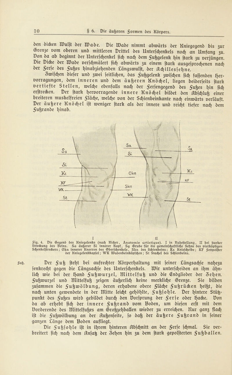 öeu bicken TDulft ber IDabe. Die töabe nimmt abroärts ber Kniegegenb bis 3ur (Breit30 nom oberen unb mittleren Drittel 6es Unterfd)enkels nod) an Umfang 3U. Don 6a ab beginnt 6er Unterfd)enkel fid) nad) 6em S^u^gelenk l}in ftark 311 oerjüngen. Die Dicke 6er IDabe üerfd)mälert fid) abtoärts 3U einem ftark ausgefprodjenen nad) 6er Serfe 6es 5u&es I)inab3iel)en6en £ängsroulft, 6er Rd)illesfel)ne. StDtfd)en biefer unb 3toei feitlid)en, bas 5uftgelenk 3tüifd)en fid) faffenben tjer= oorragungen, bem inneren unb bem äufteren Knöchel, liegen beiberfeits ftark uertiefte Stellen, meldje ebenfalls nad) ber Jerfengegenb bes $uftes t)in fid) erftrecken. Der ftark fyeruorragenbe innere Knöd)el bilbet ben Rbfd)luft einer breiteren muskelfreien 5läcf)e, roe!d)e oon ber Sd)ienbeinkante nad) eintoärts oerläuft. Der äuftere Knöchel ift roeniger ftark als ber innere unb reicht tiefer nad) bem 5uftranbe l)inab. 1 11 5tg. 4. Oie ©egettö öes Kniegelenks (nad] Rtdjer, Anatomie artistique). I in Kufyeftellung, II bei ftarker Streckung öes Beins. Sa äufjerer Si innerer Kopf, Sg (Brube für öie gemeinfä)aftlid)e Seltne öes oierköpfigen Sdjenkelftreckers ; Okn innerer Knorren öes (Dberfdjenkels, Skn öes Schienbeins; Ks Kniefd]eibe; KF 5ettpoIfter öer Kniegelenkkapfel; WK XDaöenbeinköpfdjen; St Stadjel öes Schienbeins. Der 5116 ftet)t bet aufrechter Körperhaltung mit feiner £ängsad)fe nahe3u fenkred)t gegen bie £ängsad)fe bes Unterfd)enkels. IDir unterfd)eiben an ihm ät)n= lid) toie bei ber f)anb 5u6töur3eIr ITtittelfuft unb bie (Enbglieber ber Sehen. 5ufttour3el unb llTittelfuft 3eigen äufterlid) keine merkliche (5ren3e. Sie biiben 3ufammen bie Jufttoölbung, beren erhabene obere $läd)e Juftrüdten tyifct, bie nad) unten geroenbete in ber mitte Ieid)t gehöhlte, 5uft fohle. Der h^ere $tüft= punkt bes 5uftes toirb gebilbet burd) ben Dorfprung ber 5 er fe ober f)acke. Don ba ab erhebt fid) ber innere 5u&ran& üom Boben, 11m biefert erft mit bem Dorberenbe bes ITtittelfuftes am G>roft3et)ballen roieber 3U erreichen. Hur gan3 flad) ift bie Jw&wölbung an ber Huftenfeite, fo baft ber äuftere $uftrattb in feiner gan3en £änge bem Boben aufliegt. Bie Suftfoftle ift in ihrem h^teren Hbfd)nitt an ber $erfe fd)mal. Sie oer= breitert fid) nad) bem Rnfaft ber Sehen tyn 3U öem ftark gepolfterten Juftb allen.