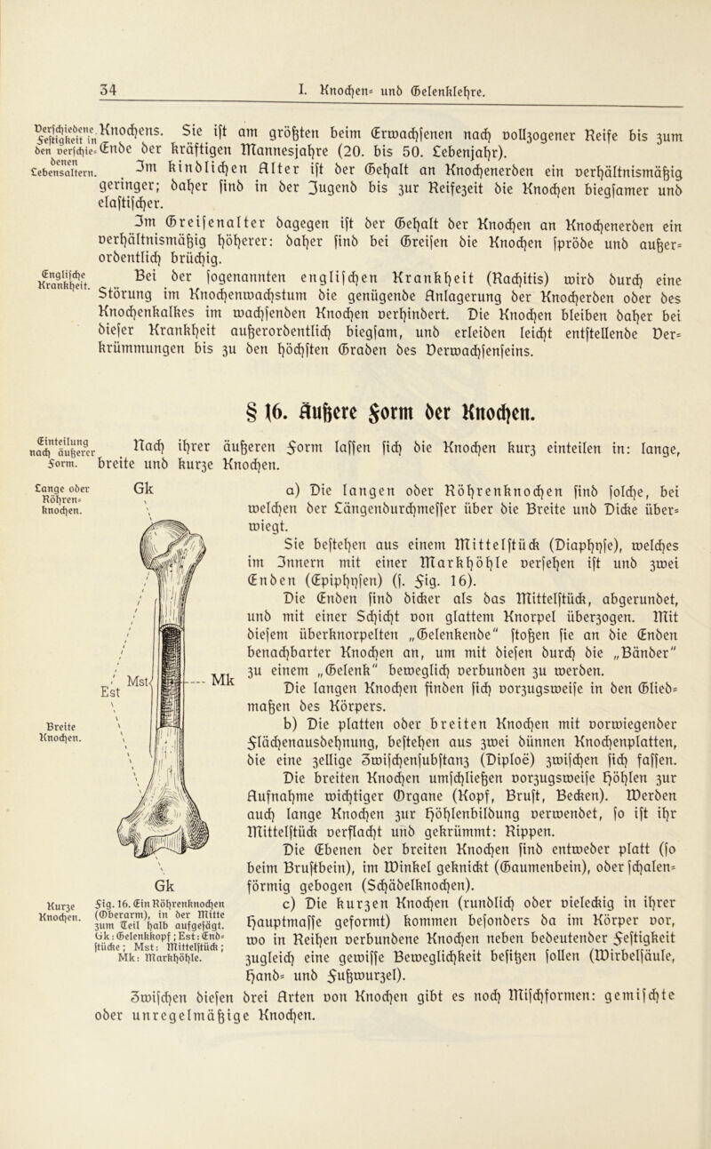 5e^kcttTn^no<^ens* ^C. ^ arn 9rößten beim (Eramchfenen nad) uolbjogener Reife bis 311m öen üer|d)ie=@tt6e ber kräftigen RTannesjahre (20. bis 50. £ebenjaf)r). Sebcnsaitern. . 3m kt nb liehen Alter ift ber (Bemalt an Knochenerben ein oerhältnismäßig geringer; bat]er finb in ber 3ugenb bis 3ur Reife3eit bie Knod)en biegfamer unb elaftifd)er. 3m ©reifenalter bagegen ift ber Gewalt ber Knochen an Knod)enerben ein uerhältnismäßig t)öt)erer: bat)er finb bei ©reifen bie Knoten fpröbe unb auker= orbentlid) brüchig. Kranbau .. Bei .öer logenannten englifdjen Krankheit (Rachitis) mirb burd} eine Störung im Knod)entöad)stum bie geniigenbe Anlagerung ber Knodjerben ober bes Knocfyenkalkes im toachfenben Knoten r»ert)inbert. Die Knoten bleiben batjer bei biefer Krankheit außerorbentlid) biegfam, unb erleiben leidet entftellenbe Der= krümmungen bis 3U ben t)öd)ften ©raben bes Dertoachfenfeins. 16. äu&ere $orm öcr Knodjen. nadTauSmr nacf! if)rer äufieten $orm taffen ficff bie Knocfjen hut3 einteilen in: lange, 5orm. breite unb kur3e Knochen. Cange oöer Röl}ren= tmodjen. Breite Knodjen. Kur3e Knoten. Gk a) Die langen ober Röl)renknod}en finb joldje, bei roeId)en ber £ängenburd)meffer über bie Breite unb Dicke über= wiegt. Sie hefteten aus einem RTittelftück (Diaphpfe), welches im 3nnern mit einer RTarkhöt)le uerfefyen ift unb 3toei (En ben ((Epiphqfen) (f. Sig. 16). Die (Enben finb bidrer als bas RTittelftück, abgerunbet, unb mit einer $d}id)t con glattem Knorpel über3ogen. RTit biefem iiberknorpelten „©elenkenbe ftoßen fie an bie (Enben benachbarter Knochen an, um mit biefen burd) bie „Bänber 3U einem „©elenk beroeglid} uerbunben 3U toerben. Die langen Knochen finben fid) uo^ugsroeife in ben ©Iieb= maßen bes Körpers. b) Die platten ober breiten Knod)en mit uorroiegenber 5läd)enausbel)nung, hefteten aus 3toei bünnen Knochenplatten, bie eine 3ellige 3wifd)enjubftan3 (Diploe) 3toifd)en fid} faffen. Die breiten Knod)en umfd)ließen no^ugsweife t)öl)len 3ur Aufnahme wichtiger (Drgane (Kopf, Bruft, Bedien). IDerben aud) lange Knochen 3ur l)öl)lenbilbung oerroenbet, fo ift ihr RTittelftück üerflad)t unb gekrümmt: Rippen. Die (Ebenen ber breiten Knochen finb entroeber platt (fo beim Bruftbein), im RRnkel geknickt (©aumenbein), oberfd)aIen= förmig gebogen (Sd)äbeIknod}en). c) Die kur3en Knochen (runblid) ober meleckig in ihrer f)auptmaffe geformt) kommen befonbers ba im Körper uor, wo in Reihen oerbunbene Knochen neben bebeutenber Saftigkeit 3ugleid} eine gewiffe Beweglichkeit bef^en follen (XDirbelfäuIe, t)anb= unb 5ußmur3el). 3roifd)en biefen brei Arten oon Knodjen gibt es nod) RTifd)formen: gemtfdjte ober unregelmäßige Knod}en. Gk 5ig. 16. (Ein Röfyrenbnocfien (©berarm), in öcr mitte 3um Heil f)alb aufgefägt. Cik: ©elcnkbopf; Est: (Enb= ftücbe; Mst: TTlittelftücU; Mk: marbf)öl)Ie.