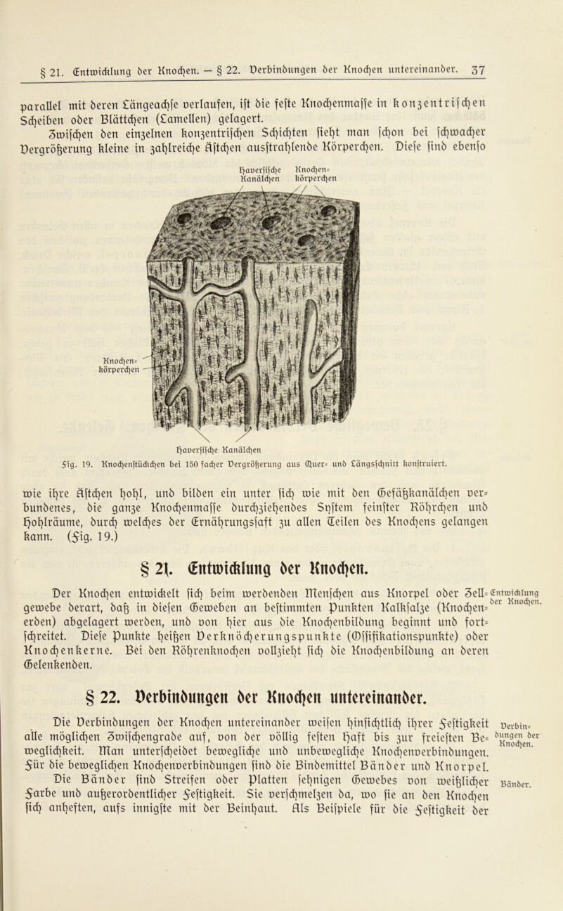 parallel mit bereu £ängead)fe oerlaufen, ift bie fefte Knod)enmaffe in kon3entrifd)en Scheiben ober Blättd}en (£amellen) gelagert. 3roijd)en ben einzelnen kon3entrifd)en Sd)id)ten fief)t man fdjon bei fd)toad)er Dergröfjerung kleine in 3at)lreid)e äftdjen ausftraljlenbe Körperten. Dieje finb ebenfo f^aüerfifcfye Knod)en= Kanälchen fcörperdjen Knod^en= körperten tjauerjijcfye Kanälen 5ig. 19. Knod)enftüdtd)en bei 150 fad)er üergröfeeruttg aus Quer= unb £ängsjdptitt kongruiert. roie il)re äftcfyen l}ol}lf unb bilben ein unter fid) roie mit ben (Befäfekanäldjen oer= bunbenes, bie gart3e Knocfyenmaffe burdßiefjenbes Spftem feinfter Köfyrdjen unb E)of)Iräume, burcf) welches ber (Ernährungsfaft 311 allen (Teilen bes Knochens gelangen kann. ($ig. 19.) § 2\. (EittroidUung ber Kitodjen. Der Knod]en entwickelt fiel] beim werbenben ITtenfd)en aus Knorpel ober 3ell= Entwicklung geroebe berart, baf$ in biejen (Beroeben an bestimmten Punkten Kalkfa^e (Knod)en=öa Knod,cn erben) abgelagert werben, unb oon f)ier aus bie Knod)eubilbung beginnt unb fort= fdjreitet. Diefe Punkte Reiften Derknöd)erungspunkte (©ffifikationspunkte) ober Knodjenkerne. Bei ben Röhrenknochen Doll3iet|t fid) bie Knodjenbilbung an bereu (Belenkenben. § 22. üerbinbungen ber Knodjeit untereinonber. Die Derbinbungen ber Knochen untereinanber toei(en l)infid)tlid) ihrer Heftigkeit Serbin* alle möglid)en 3wifd)engrabe auf, oon ber oöllig feften paft bis 3111* freieften Be= ö2^cr roegtid)keit. Klan unterfd)eibet bewegliche unb unbewegliche Knod)enoerbinbungen. 5ür bie beweglichen Knod)enoerbinbungen finb bie Binbemittel Ban ber unb Knorpel. Die Bänber finb Streifen ober platten (einigen (Betriebes oon weif)lid)er Bänber. Sarbe unb aufoerorbentlicher 5^ftigkeit. Sie oerfd)mel3en ba, too fie an ben Knochen fid) ant)eften, aufs innigfte mit ber Beinl)aut. Hls Beifpiele für bie Heftigkeit ber
