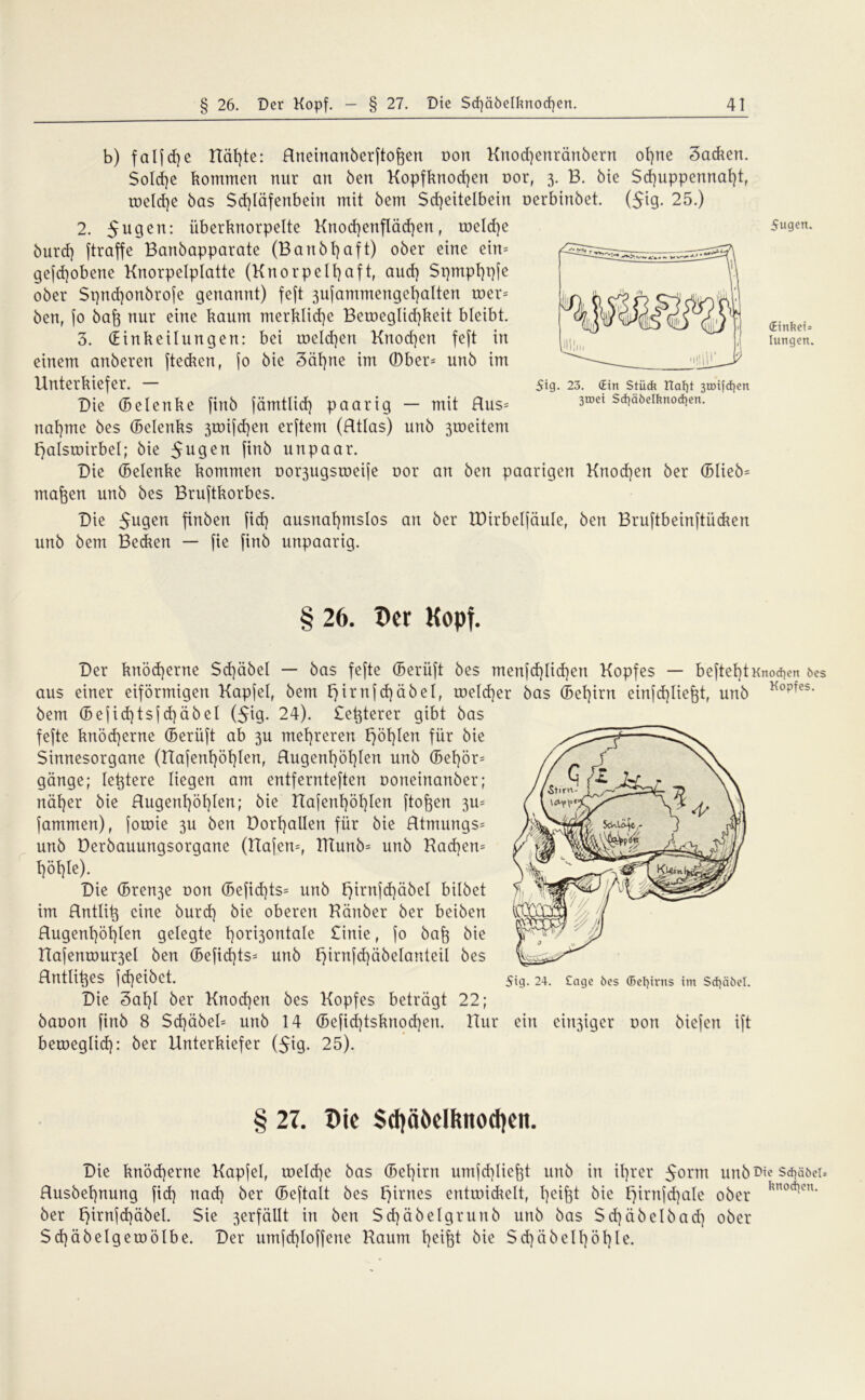 b) falfdje Uäl)te: Hneinanberftoften von Knod)enränbern ot)ne Sacken. Solche kommen nur an Öen Kopfknod)en oor, 3. B. öie Schuppennaht, toeldfe öas Schläfenbein mit öem Scheitelbein nerbinbet. ($ig. 25.) 2. 5u9en: überknorpelte Knod)enfläd)en, toeld)e öurd] ftraffe Banöapparate (Banbljaft) ober eine ein= gefd)obene Knorpelplatte (Knorpelhaft, aud) Spmphpfe ober Sqndjonbrofe genannt) feft 3ufammengehalten roer= ben, fo haft nur eine kaum merkliche Beroeglid)keit bleibt. 3. (Einkeilungen: bei roeldjen Knochen feft in einem anberen ftedren f fo bie 3äf)ne im (Dber= unb im Unterkiefer. — Die (Belenke finb fämtlid) paarig — mit Hus= nähme bes (Belenks 3roifd)en erftem (Htlas) unb 3tneitem fjalstoirbel; bie $ugen ftnö unpaar. Die (Belenke kommen oo^ugsroeije nor an ben paarigen Knochen ber (Blieb* mafeen unb bes Bruftkorbes. Die 5u9en finben fid) ausnahmslos an ber IDirbelfäule, ben Bruftbeinftücken unb bem Becken — fie finb unpaarig. 5ig. 23. (Ein Stück Uat)t 3toifd)en 3tDci Sd)äbeIfmod)en. 5ugen. <EinUct= lungen. 26. Der Kopf. Der knödjerne Sd)äbel — bas fefte (Berüft bes menfd) liehen Kopfes — beftet)tKnoten bes aus einer eiförmigen Kapfel, bem £)irnfd)äöel, toeId)er bas (Behirn einfd)Iief$tr unb KopTes- bem (Befid)tsjd)äbel ($ig. 24). £et}terer gibt bas fefte knöcherne (Berüft ab 3U mehreren £)öf)len für bie Sinnesorgane (Uafenhöhlen, Hugenhöhlen unb (Behör* gänge; le^tere liegen am entfernteren noneinanöer; näher bie Hugenhöhlen; bie Uafenhöhlen flogen 3m fammen), fotoie 311 ben DorhaUen für bie Htmungs* unb Derbauungsorgane (Hafen*, ITCunb* unb Kacf)en= höhle). Die (Bren3e non (Befid)ts= unb fjirnfdjäbel bilbet im Hntlitj eine burcf) bie oberen Hänber ber beiöen Hugenhöhlen gelegte hori3ontale £inie, fo haft bie Uafenrour3el ben (Befid)ts= unb t)irnfd)äbelanteil bes Hntli^es fd)eibct. Die 3af)l ber Knod)en bes Kopfes beträgt 22; baoon finb 8 Scf)äbel= unb 14 (Befid)tsknod)en. Hur ein einiger non biefert ift beweglich: ber Unterkiefer (5ig. 25). § 27. Die $d)äDcIfmod)cii. Die knöcherne Kapfel, welche bas (Behirn umfd)lief)t unb in ihrer $orm unb We sdjsöci. Husbehnung fid) nad) ber (Beftalt bes firnes entuaidrelt, h^ifet bie f)irnfd)ale ober hnodKn* ber f)irnfd)äbel. Sie ^erfäUt in ben Sd)äöelgrunb unb bas $d)äbelbad) ober Sd)äbelgetoölbe. Der umfd)loffene Kaum h^fet bie Sd)äbethöE)Ie.