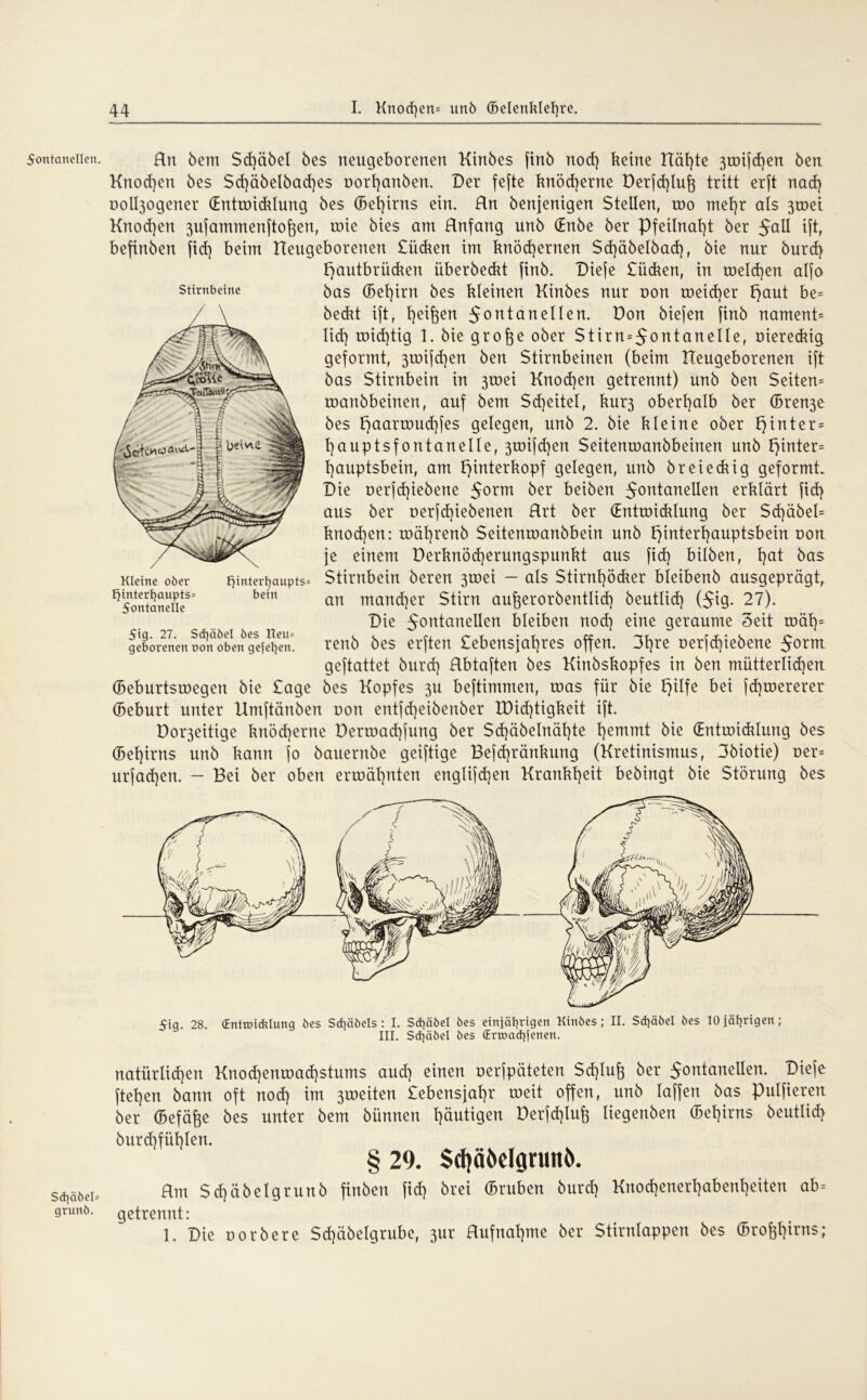 Fontanellen. Sd]äöel= grunb. Hn bem Sdjäbel bes neugeborenen Kinbes finb nod) keine Häl)te 3mifd)en ben Knochen bes $d)äbelbad)es t>orl)anben. Der fefte knöd)erne Derfd)lufj tritt erft nad) ooll3ogener (Entmiklung bes (Bet)irns ein. Hn benjenigen Stellen, roo met)r als 3toei Knod)en 3ujammen(to^en, roie bies am Rnfang unb (Enbe ber Pfeilnal)t ber F^U iftr befinben fid) beim neugeborenen Silken im knöchernen Sd)äbelbad), bie nur burd) Hautbrüken iiberbekt finb. Diefe Silken, in meldjen alfo bas (Bet)irn bes kleinen Kinbes nur oon roeidjer ^aut be= bekt ift, f)eif$en 5ontctnellen. Don biefen finb nament= lid) roid)tig 1. bie grofoe ober Stirn = 5ontaneIle, üierekig geformt, 3tr>ifd)en ben Stirnbeinen (beim neugeborenen ift bas Stirnbein in 3toei Knod)en getrennt) unb ben Seiten* roanbbeinen, auf bem Scheitel, kur3 oberhalb ber ©ren3e bes l}aarrDud)fes gelegen, unb 2. bie kleine ober fjinter* hauptsfontanelle, 3töif d)en Seitenroanbbeinen unb hinter* l)auptsbein, am f)interkopf gelegen, unb breiekig geformt. Die nerfd]iebene Form ber beiben Fontanellen erklärt fid) aus ber r>erfd)iebenen Hrt ber (Entmiklung ber Sd)äbel* knod)en: mährenb Seitenmanbbein unb Hinterhauptsbein non je einem Derknödjerungspunkt aus fid) bilben, t)a^ bas Stirnbein bereu 3tnei - als Sttrnt)öker bleibenb ausgeprägt, an mandjer Stirn aufoerorbentlid) beutlid) (Fig- 27). Die Fontanellen bleiben nod) eine geraume Seit mäh* renb bes erften £ebensjal)res offen. 3l)re nerfd)iebene Fonrt geftattet burd) Hbtaften bes Kinbskopfes in ben mütterlichen bes Kopfes 3U beftimmen, tnas für bie Qilfe bei fd)tnererer (Beburt unter Umftänben non entfdjeibenber XDid)tigkeit ift. Dor3eitige knöd)erne Dennad)fung ber Sd)äbelnähte l)emrnt bie (Entmiklurtg bes (5el)irns unb kann jo bauernbe geiftige Befd)ränkung (Kretinismus, 3biotie) ner= urfad)en. - Bei ber oben ermähnten englifd)en Krankheit bebingt bie Störung bes Stirnbeine Kleine ober Fjintert)aupts= Hinterhaupts* bein Fontanelle Fig. 27. Schäbel bes Heu* geborenen oon oben gefetjen. (Beburtsmegcn bie Sage Fig. 28. (Entwicklung bes Schäbels : I. Schäbel bes einjährigen Kinbes; II. Schäbel bes 10 jährigen; III. Sd}äbel bes (Ertoachjencn. natürlid)en Knod)enmad)stums aud) einen nerfpäteten Schluß ber Fontanellen. Diefe flehen bann oft nod) im 3toeiten Sebensjahr meit offen, unb taffen bas Putfieren ber (Befäfte bes unter bem bünnen häutigen Derfchlufe liegenben (Behirns beutlid) burd)fühlen. § 29. Schäbdgnutb. flm Sdjäbelgrunb finben fiefj btei ffiruben öurcf) Knocf)enerI)abenf)eiten ab= getrennt: 1. Die norbere Scpbelgrube, jur Aufnahme ber Stirnlappen bes ©ro^irns;