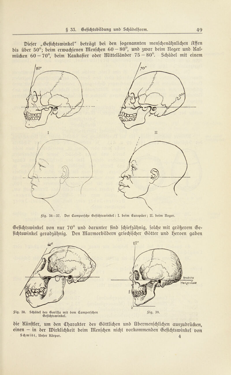 Diejer ,,(5efid)tstmnket beträgt bei ben (ogenannten men(cf)enät)nlid)en Rffen bis über 50°; beim ermad)fenen 17Tenfd)en 60-80°, unb 3toar beim Heger unb Kal* mücken 60-70°, beim Kauka(ier ober ITtittellänber 75-80°. Scßäbel mit einem / 5ig. 34—37. Der damperjcfye ©efid)tstr>inkel: I. beim (Europäer; II. beim Heger. (Beficfytstüinkel non nur 70° unb barunter finb [d)ief3äf)nig, (oldje mit größerem (5e= (id)tsroinkeI gerab3äf)nig. Den UTarmorbilbern gried)ifd)er (Bötter unb Heroen gaben 5ig. 38. Sd)äbel bes ©orilla mit bem damperfcfyen 5ig- 39. (5ejid)tsu)inbel. bie Künftler, um ben Gfyarakter bes (Böttlid)en unb Übermenfd)tid)en aus3ubrücken, einen — in ber XDirkIid)keit beim ITCenfdjen nid)t oorkommenben (Befid)tsminkel non Sdjmibt, Unfer Körper. 4.