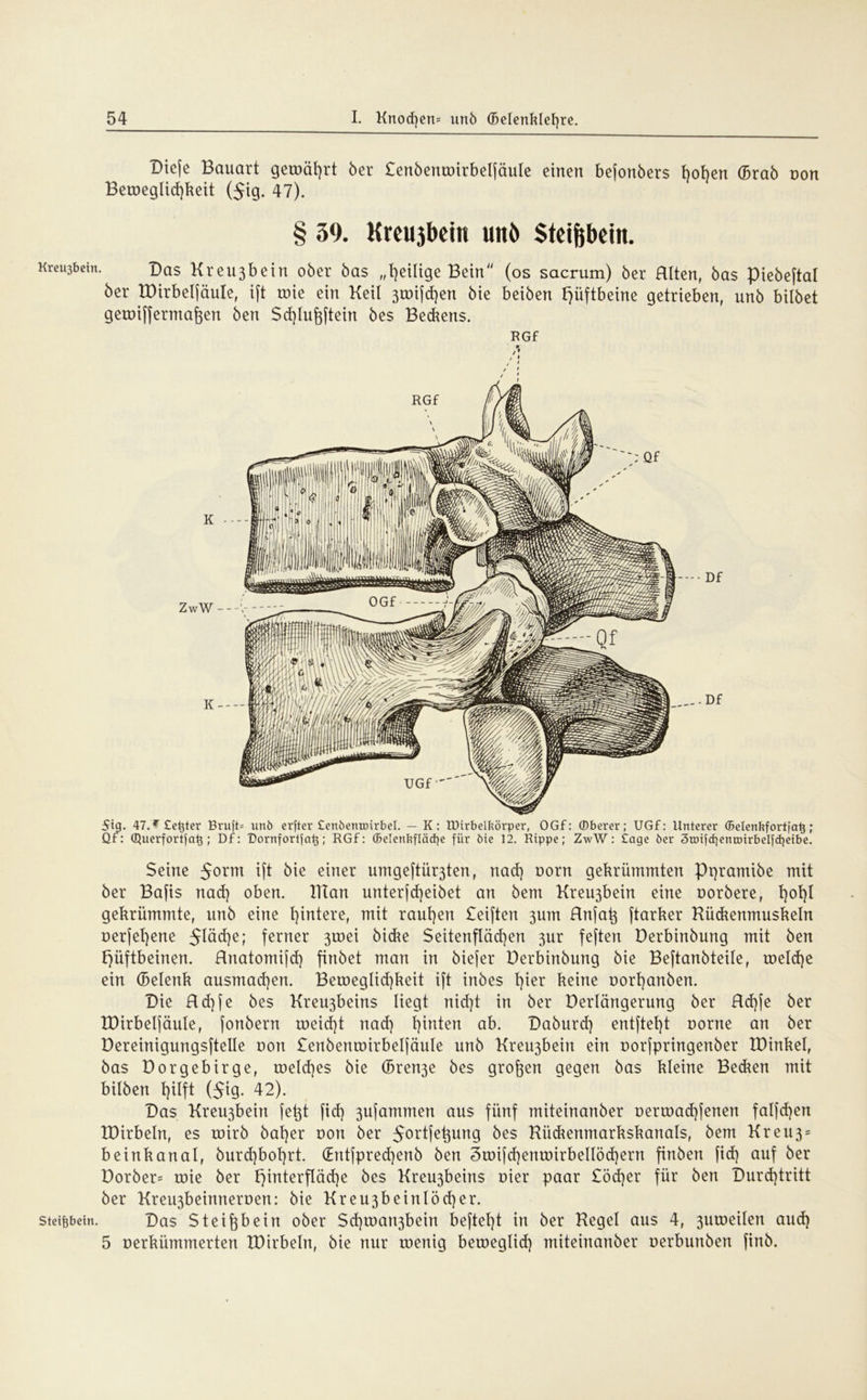 Dieje Bauart gerädert 6er Senbenwirbelfäule einen befonbers hoben (Brab non Beweglichkeit ($ig. 47). § 59. Kretubein unb Steißbein. Kreu3bein. Das Kreu3bein ober bas „heilige Bein (os sacrum) ber Riten, bas piebeftal ber tDirbelfäuIe, ift wie ein Keil 3wifcf)en bie beiben Hüftbeine getrieben, unb bilbet gewiffermafjen bert Sdjlujjftein bes Bebens. RGf K ZwW - - -V K — - Df ..-Df 5ig. 47.w Center Bruft= unb erfter ScnöentDirbel. — K: Wirbelbörper, OGf: Oberer; UGf: Unterer ©elenkfortfatj; Qf: Querfortlaß; Df: Dornfortfaß; RGf: ©elenbfläcße für bie 12. Rippe; ZwW: Sage ber 3toi|cf}entDirbeI|d)eibe. Seine 5orm ift bie einer umge[tür3ten, nach Dorn gekrümmten Pt)ramibe mit ber Bafis nad) oben. ITtan unterfd)eibet an bem Kreu3bein eine oorbere, t)°t)t gekrümmte, unb eine hintere, mit rauhen Seiften 3um Rnfat} ftarker Kückenmuskeln cerfehene 5Iäd)e; ferner 3wei bicke Seitenflächen 3ur feften Derbinbung mit ben Hüftbeinen. Rnatomifd) finbet man in biefer Derbinbung bie Beftanbteile, welche ein (Belenk ausmachen. Beweglichkeit ift inbes keine oorhanben. Die Rd)fe bes Kreu3beins liegt nicht in ber Derlängerung ber Rd)fe ber IDirbelfäule, fonbern weicht nad) hinten ab. Daburd) entfteht Dorne an ber Dereinigungsftelle oon Senbenwirbelfäule unb Kreu3bein ein oorfpringenber XDinkel, bas Dorgebirge, welches bie (Bren3e bes großen gegen bas kleine Becken mit hüben hilft (5tg. 42). Das Kreu3beirt fetjt fid) 3ufammen aus fünf miteinanber oerwachfenen falfd)en XDirbeln, es wirb baher oon ber $ortfehung 5es Rückenmarkskanals, bem Kreu3* beinkanal, burd)bol)rt. (£ntfpred)enb ben 3wifd)enwirbellöd)ern finben fid) auf ber Dorber= wie ber Hwterflädje bes Kreu3beins oier paar £öd)er für ben Durchtritt ber Kreu3beinnerDen: bie Kreu3beinlöd)er. Steißbein. Das Steißbein ober Sd)wart3bein beftel)t in ber Kegel aus 4, 3uweilen aud) 5 oerkümmerten tDirbeln, bie nur wenig beweglid) miteinanber Derbunben finb.