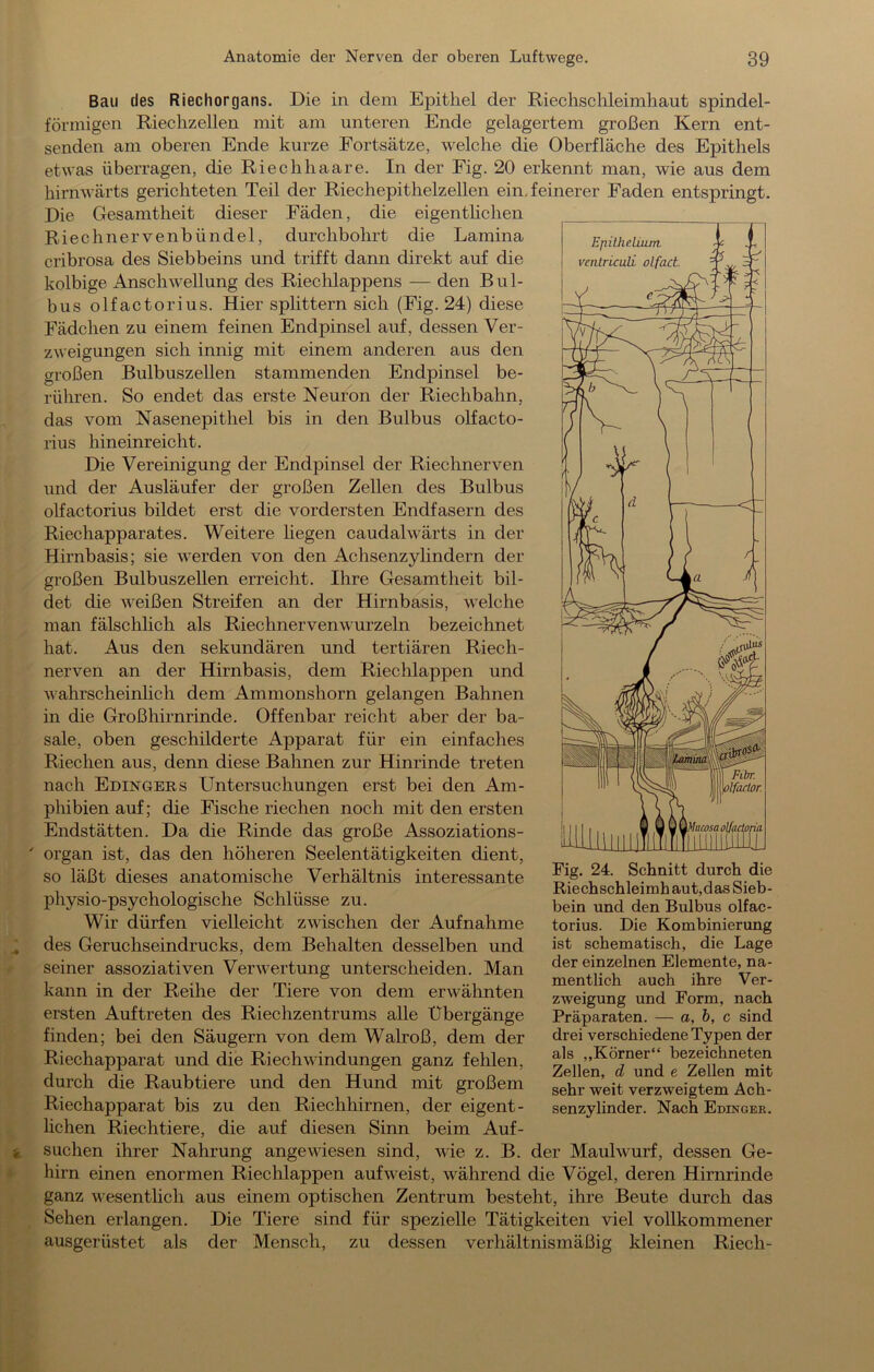 Bau des Riechorgans. Die in dem Epithel der Riechschleimhaut spindel- förmigen Riechzellen mit am unteren Ende gelagertem großen Kern ent- senden am oberen Ende kurze Fortsätze, welche die Oberfläche des Epithels etwas überragen, die Riechhaare. In der Fig. 20 erkennt man, wie aus dem hirnwärts gerichteten Teil der Riechepithelzellen ein, feinerer Faden entspringt. Die Gesamtheit dieser Fäden, die eigentlichen Riechnervenbündel, durchbohrt die Lamina cribrosa des Siebbeins und trifft dann direkt auf die kolbige AnscliAvellung des Riechlappens — den Bul- bus olfactorius. Hier splittern sich (Fig. 24) diese Fädchen zu einem feinen Endpinsel auf, dessen Ver- zweigungen sich innig mit einem anderen aus den großen Bulbuszellen stammenden Endpinsel be- rühren. So endet das erste Neuron der Riechbahn, das vom Nasenepithel bis in den Bulbus olfacto- rius hineinreicht. Die Vereinigung der Endpinsel der Riechnerven und der Ausläufer der großen Zellen des Bulbus olfactorius bildet erst die vordersten Endfasern des Riechapparates. Weitere hegen caudalwärts in der Hirnbasis; sie werden von den Achsenzylindern der großen Bulbuszellen erreicht. Ihre Gesamtheit bil- det die weißen Streifen an der Hirnbasis, welche man fälschlich als Riechnervenwurzeln bezeichnet hat. Aus den sekundären und tertiären Riech- nerven an der Hirnbasis, dem Riechlappen und wahrscheinlich dem Ammonshorn gelangen Bahnen in die Großhirnrinde. Offenbar reicht aber der ba- sale, oben geschilderte Apparat für ein einfaches Riechen aus, denn diese Bahnen zur Hinrinde treten nach Edingers Untersuchungen erst bei den Am- phibien auf; die Fische riechen noch mit den ersten Endstätten. Da die Rinde das große Assoziations- organ ist, das den höheren Seelentätigkeiten dient, so läßt dieses anatomische Verhältnis interessante physio-psychologische Schlüsse zu. Wir dürfen vielleicht zwischen der Aufnahme des Geruchseindrucks, dem Behalten desselben und seiner assoziativen Verwertung unterscheiden. Man kann in der Reihe der Tiere von dem erwähnten ersten Auftreten des Riechzentrums alle Übergänge finden; bei den Säugern von dem Walroß, dem der Riechapparat und die Riechwindungen ganz fehlen, durch die Raubtiere und den Hund mit großem Riechapparat bis zu den Riechhirnen, der eigent- hchen Riechtiere, die auf diesen Sinn beim Auf- suchen ihrer Nahrung angewiesen sind, wie z. B. der Maulwurf, dessen Ge- hirn einen enormen Riechlappen aufweist, während die Vögel, deren Hirnrinde ganz wesentlich aus einem optischen Zentrum besteht, ihre Beute durch das Sehen erlangen. Die Tiere sind für spezielle Tätigkeiten viel vollkommener ausgerüstet als der Mensch, zu dessen verhältnismäßig kleinen Riech- Fig. 24. Schnitt durch die Riechschleimhaut,das Sieb- bein und den Bulbus olfac- torius. Die Kombinierung ist schematisch, die Lage der einzelnen Elemente, na- mentlich auch ihre Ver- zweigung und Form, nach Präparaten. — a,h,c sind drei verschiedene Typen der als „Körner“ bezeichneten Zellen, d und e Zellen mit sehr weit verzweigtem Ach- senzylinder. Nach Edinger.