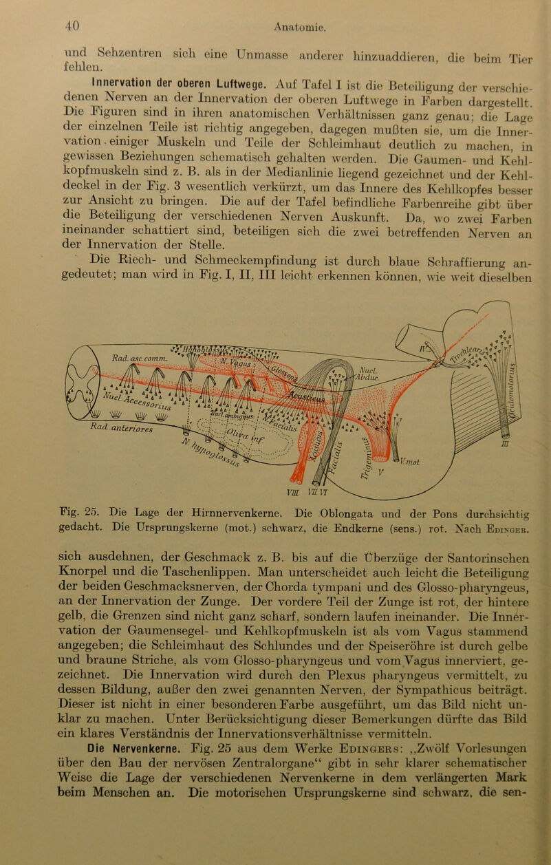 und Sehzentren sich eine Unmasse anderer hinzuaddieren, die beim Tier fehlen. Innervation der oberen Luftwege. Auf Tafel I ist die Beteiligung der verschie- denen Nerven an der Innervation der oberen Luftwege in Farben dargestellt. Die Figuren sind in ihren anatomisclien Verhältnissen ganz genau; die Lage der einzelnen Teile ist richtig angegeben, dagegen mußten sie, um die Inner- vation, einiger Muskeln und Teile der Schleimhaut deutlich zu machen, in gewissen Beziehungen scliematisch gehalten werden. Die Gaumen- und Kehl- kopfmuskeln sind z. B. als in der Medianlinie liegend gezeichnet und der Kehl- deckel in der Fig. 3 wesenthch verkürzt, um das Innere des Kehlkopfes besser zur Ansicht zu bringen. Die auf der Tafel befindliche Farbenreihe gibt über die Beteihgung der verschiedenen Nerven Auskunft. Da, wo zwei Farben ineinander schattiert sind, beteihgen sich die zwei betreffenden Nerven an der Innervation der Stelle. Die Riech- und Schmeckempfindung ist durch blaue Schraffierung an- gedeutet; man AUrd in Fig. I, II, III leicht erkennen können, wie weit dieselben Fig. 25. Die Lage der Hirnnervenkerne. Die Oblongata und der Pons durchsichtig gedacht. Die Ursprungskerne (mot.) schwarz, die Endkerne (sens.) rot. Nach Edixger. sich ausdehnen, der Geschmack z. B. bis auf die Überzüge der Santorinschen Knorpel und die Taschenlippen. Man unterscheidet auch leicht die Beteihgung der beiden Geschmacksnerven, der Chorda tympani und des Glosso-pharyngeus, an der Innervation der Zunge. Der vordere Teil der Zunge ist rot, der hintere gelb, die Grenzen sind nicht ganz scharf, sondern laufen ineinander. Die Inner- vation der Gaumensegel- und Kehlkopfmuskeln ist als vom Vagus stammend angegeben; die Schleimhaut des Schlundes und der Speiseröhre ist durch gelbe und braune Striche, als vom Glosso-pharyngeus und vom Vagus innerviert, ge- zeichnet. Die Innervation wird durch den Plexus pharyngeus vermittelt, zu dessen Bildung, außer den zAvei genannten Nerven, der Sympathicus beiträgt. Dieser ist nicht in einer besonderen Farbe ausgeführt, um das Bild nicht un- klar zu machen. Unter Berücksichtigung dieser Bemerkungen dürfte das Bild ein klares Verständnis der InnervationsVerhältnisse vermitteln. Die Nervenkerne. Fig. 25 aus dem Werke Edingers: ,,Zwölf Vorlesungen über den Bau der nervösen Zentralorgane“ gibt in sehr klarer schematischer Weise die Lage der verschiedenen Nervenkerne in dem verlängerten Mark beim Menschen an. Die motorischen Ursprungskerne sind schwarz, die sen-