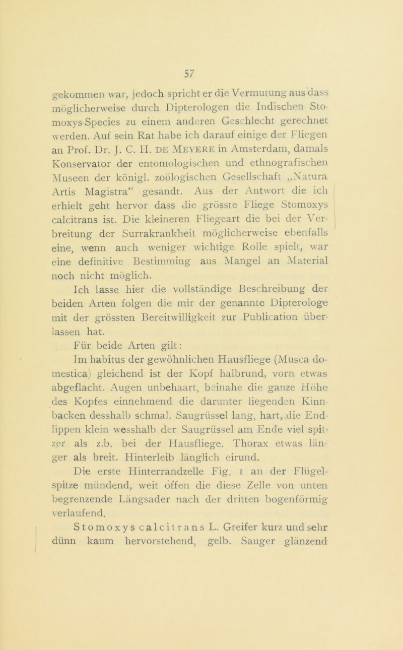 gekommen war, jedoch spricht er die Vermutung aus dass möglicherweise durch Dipterologen die Indischen Sto moxys-Species zu einem anderen Geschlecht gerechnet werden. Auf sein Rat habe ich darauf einige der Fliegen an Prof. Dr. J. C. H. DE MEYERE in Amsterdam, damals Konservator der entomologischen und ethnografischen Museen der königl. zoologischen Gesellschaft „Natura Artis Magistra” gesandt. Aus der Antwort die ich erhielt geht hervor dass die grösste Fliege Stomoxys calcitrans ist. Die kleineren Fliegeart die bei der Ver- breitung der Surrakrankheit möglicherweise ebenfalls eine, wenn auch weniger wichtige Rolle spielt, war eine definitive Bestimming aus Mangel an Material noch nicht möglich. Ich lasse hier die vollständige Beschreibung der beiden Arten folgen die mir der genannte Dipterologe mit der grössten Bereitwilligkeit zur Publication über- lassen hat. Für beide Arten gilt: Im habitus der gewöhnlichen Hausfliege (Musca do- mestica) gleichend ist der Kopf halbrund, vorn etwas abgeflacht. Augen unbehaart, beinahe die ganze Höhe des Kopfes einnehmend die darunter liegenden Kinn- backen desshalb schmal. Säugrüssel lang, hart,,,die End- lippen klein wesshalb der Säugrüssel am Ende viel spit- zer als z.b. bei der Hausfliege. Thorax etwas län- ger als breit. Hinterleib länglich eirund. Die erste Hinterrandzelle Fig. i an der Flügel- spitze mündend, weit offen die diese Zelle von unten begrenzende Längsader nach der dritten bogenförmig verlaufend. Stomoxys calcitrans L. Greifer kurz und sehr dünn kaum hervorstehend, gelb. Sauger glänzend