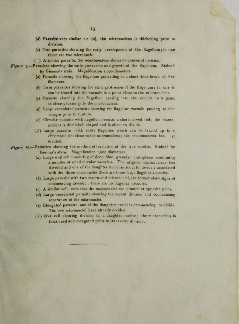 23 {d) Parasite very similar t o (a), the micronucleus is thickening prior to division. (e) Two parasites showing the early development of the flagellum ; in one there are two micronucle . ( ) A similar parasite, the macronucleus shows evidences of division. Figure g.—Parasites showing the early protrusion and growth of the flagellum. Stained by Giemsa^s stain. Magnification i,ooo diameters. [a) Parasite showing the flagellum protruding as a short thick brush of fine filaments. (^) Twin parasites showing the early protrusion of the flage lum ; in one it can be traced into the vacuole to a point close to the micronucleus. (c) Parasite showing the flagellum passing into the vacuole to a point in close proximity to the micronucleus. {d) Large vacuolated parasite showing the flagellar vacuole passing to the margin prior to rupture. [e) Circular parasite with flagellum seen as a short curved rod ; the macro- nucleus is dumb-bell shaped and is about to divide. (y) Large parasite with short flagellum which can be traced up to a chromatic dot close to the micronucleus ; the macronucleus has ust divided. Figure to.—Parasites showing the method of formation of the true rosette. Stained by Giemsa’s stain. Magnification t,ooo diameters. (a) Large oval cell consisting of deep blue granular protoplasm containing a number of small circular vacuoles. The original macronucleus has divided and one of the daughter nuclei is about to divide ; associated with the three micronuclei there are three large flagellar vacuoles. (d) Large parasite with two macro-and micronuclei, the former show signs of commencing division ; there are no flagellar vacuoles. (c) A similar cell; note that the macronuclei are situated at opposite poles. (d) Large vacuolated parasite showing the recent division and commencing separat on of the micronuclei. (e) Elongated parasite, one of the daughter nuclei is commencing to divide. The two micronuclei have already divided. (y) Oval cell showing division of a daughter nucleus; the micronucleus is thickened and elongated prior to transverse division.
